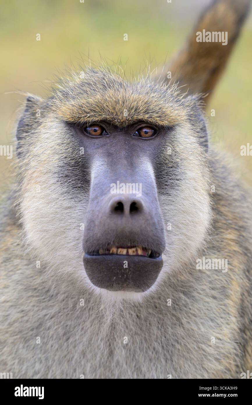 Portrait masculin de babouin jaune (Papio cynocephalus), parc national d'Amboseli, Kenya. Banque D'Images