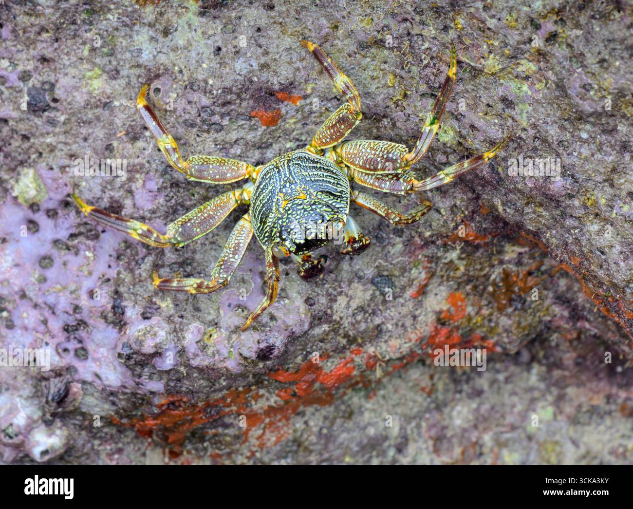Crabe rocheux à coquille mince ou crabe à pied léger Natal sally (Grapsus tenuicrustatus), sur une roche corallienne, comté de Kilifi, Watamu, côte du Kenya. Banque D'Images