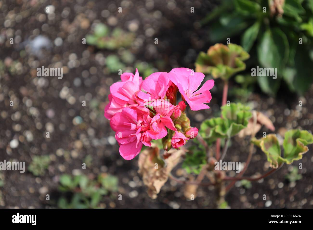 gros plan macro de fleurs violettes roses sous un soleil d'été éclatant Banque D'Images