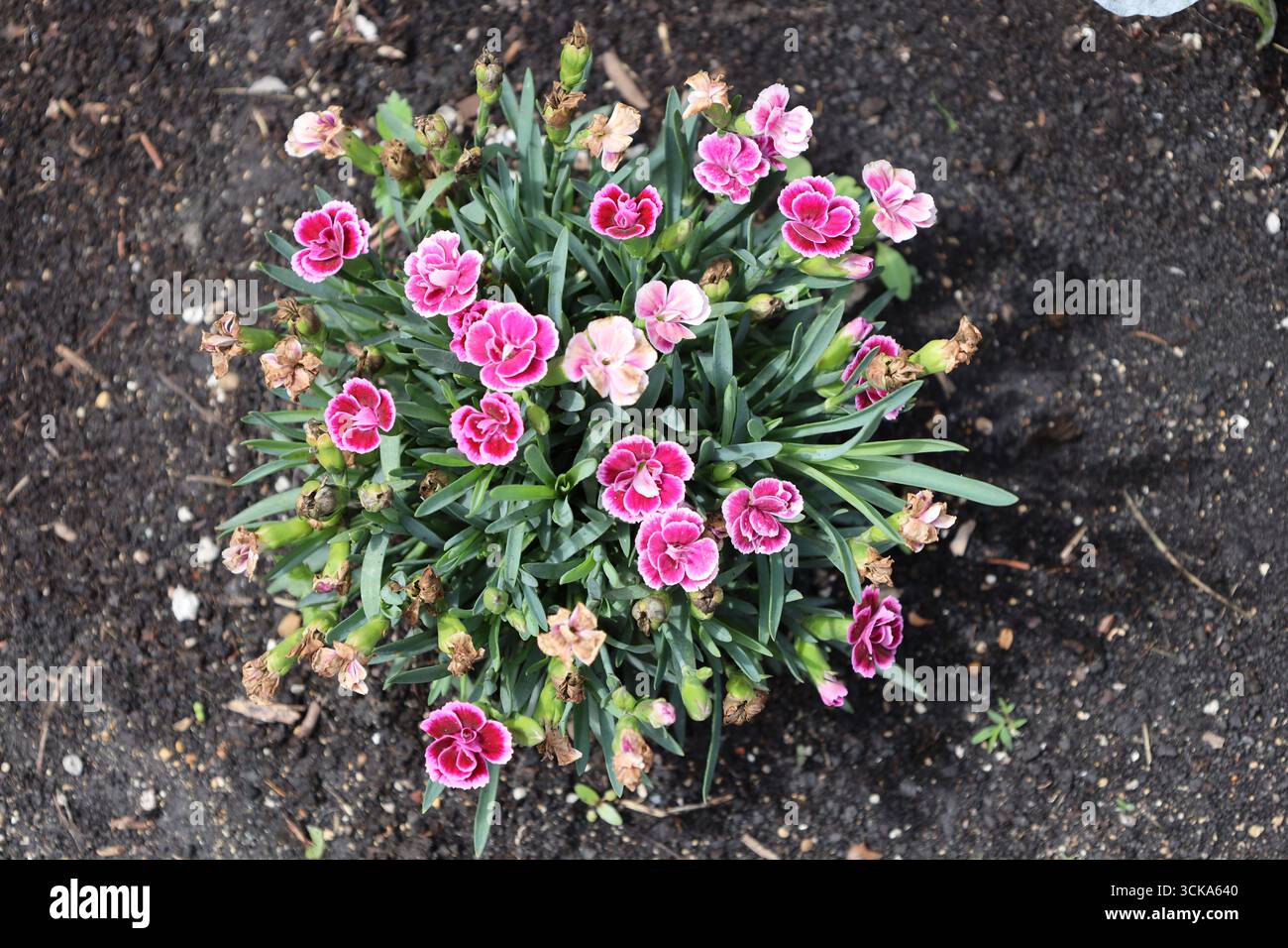vue aérienne plante éclatant de petites fleurs blanches roses violettes sous le soleil d'été Banque D'Images