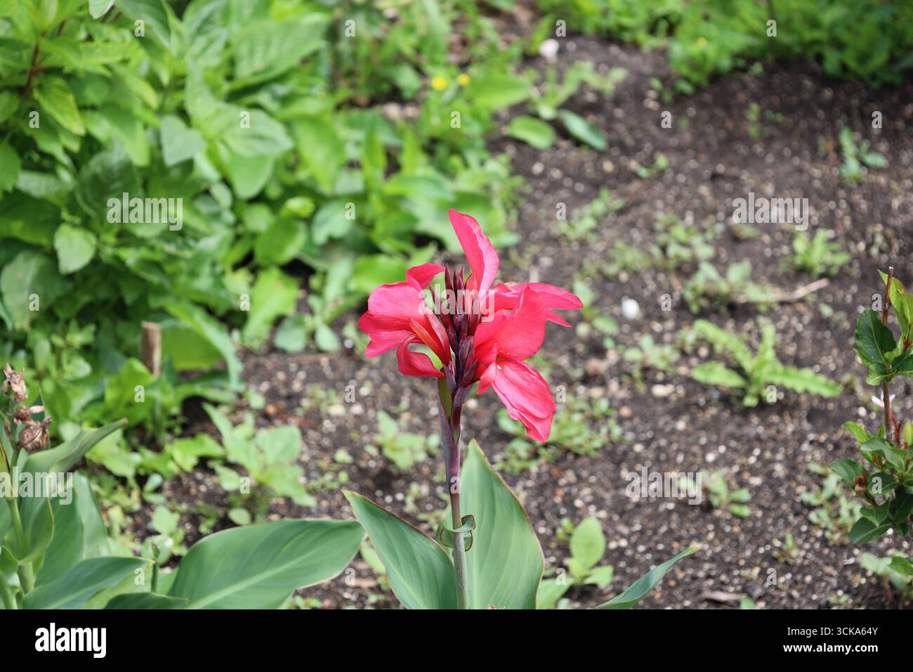 gros plan sur des fleurs rouges roses macro et des bourgeons rouges foncés au-dessus de feuilles vert clair au soleil Banque D'Images