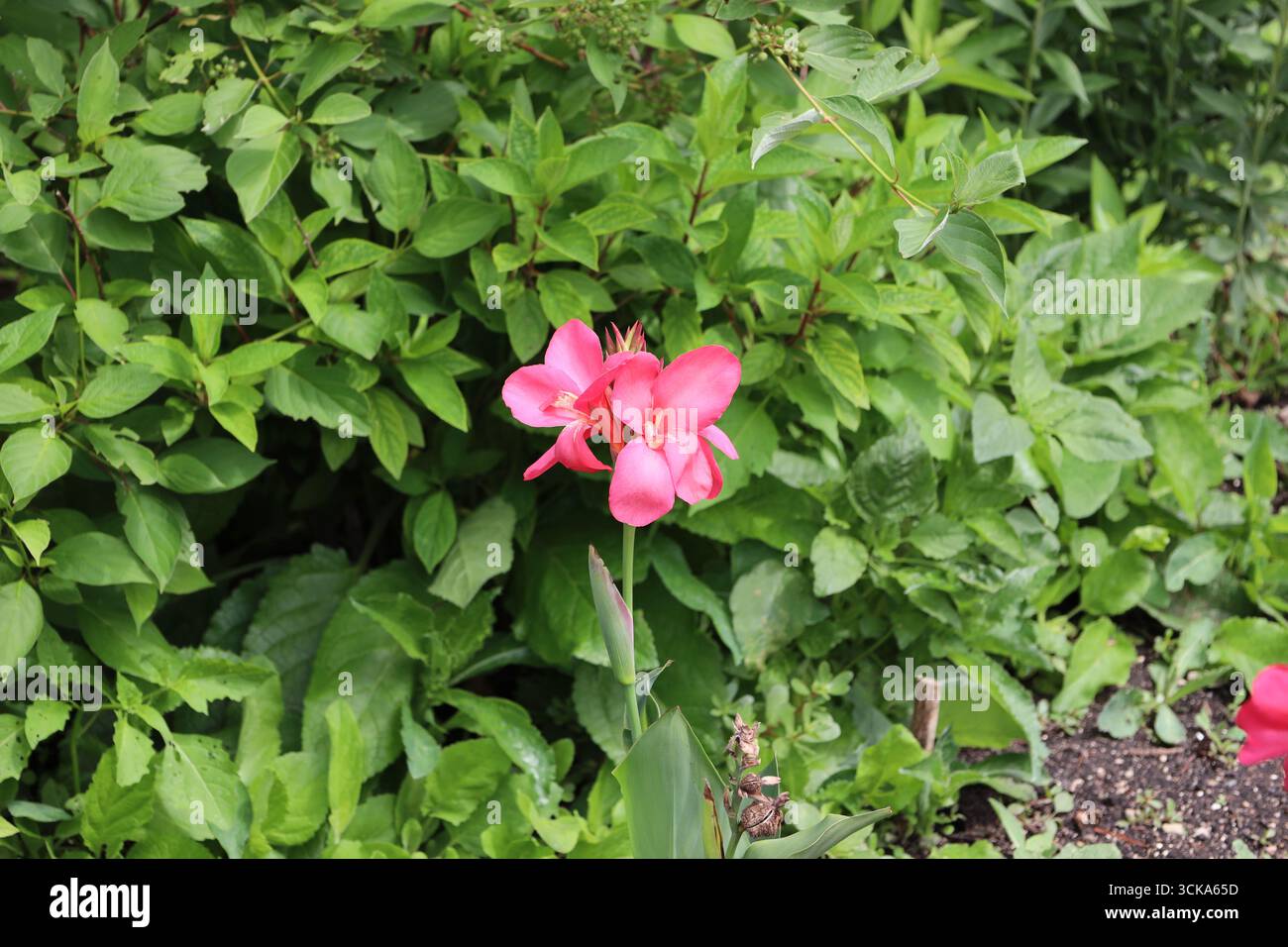 petit groupe de fleurs rouges roses sur fond de feuilles vertes denses et de feuillage Banque D'Images