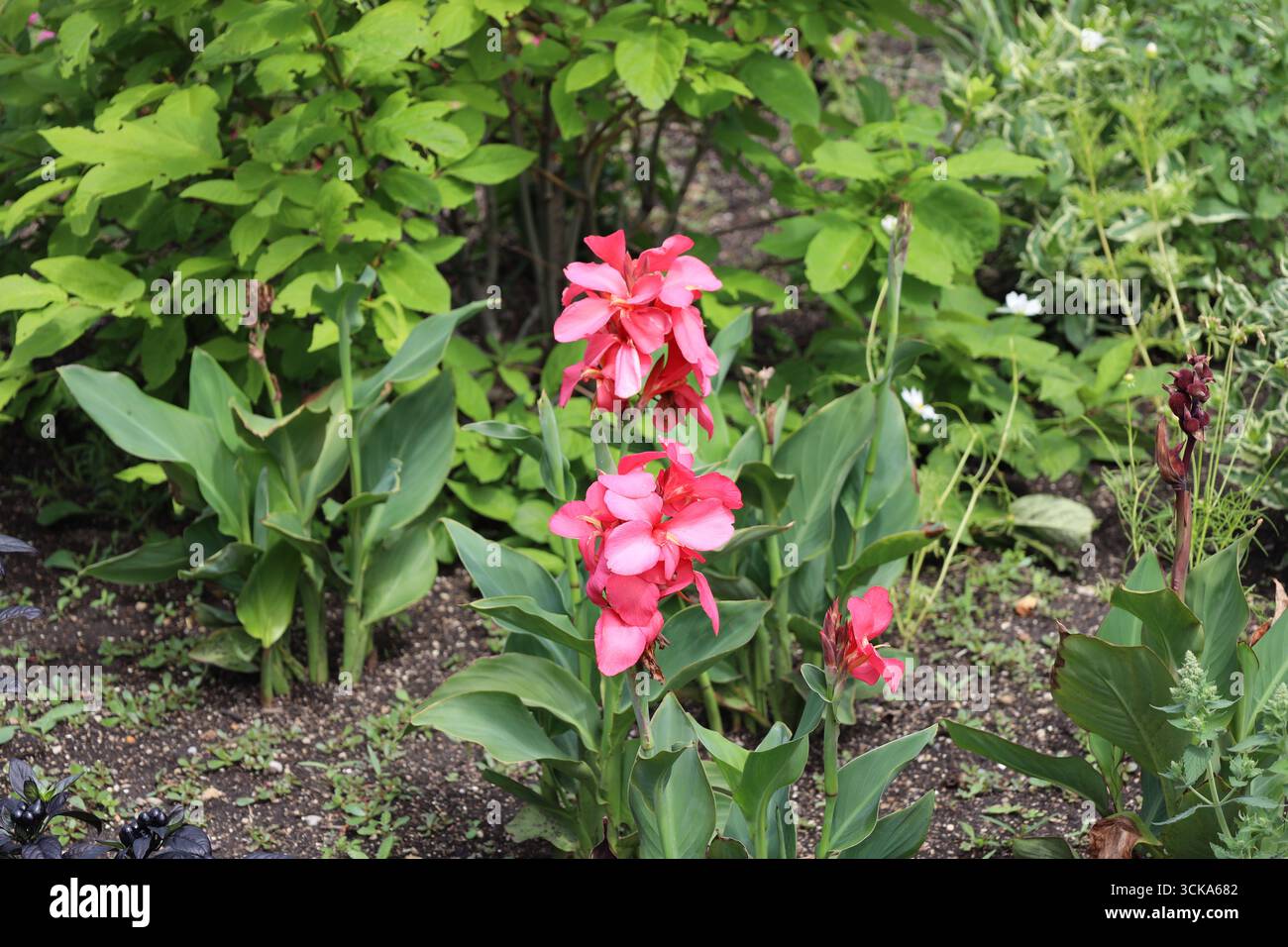 grappes de fleurs rouges roses sur de hautes tiges au-dessus de grandes feuilles vertes moyennes Banque D'Images