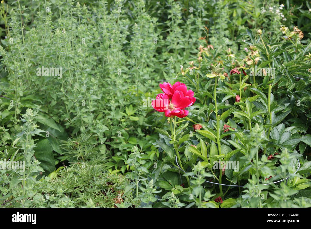 deux fleurs rouges vives se dressent haut contre un mur de feuillage vert dense Banque D'Images