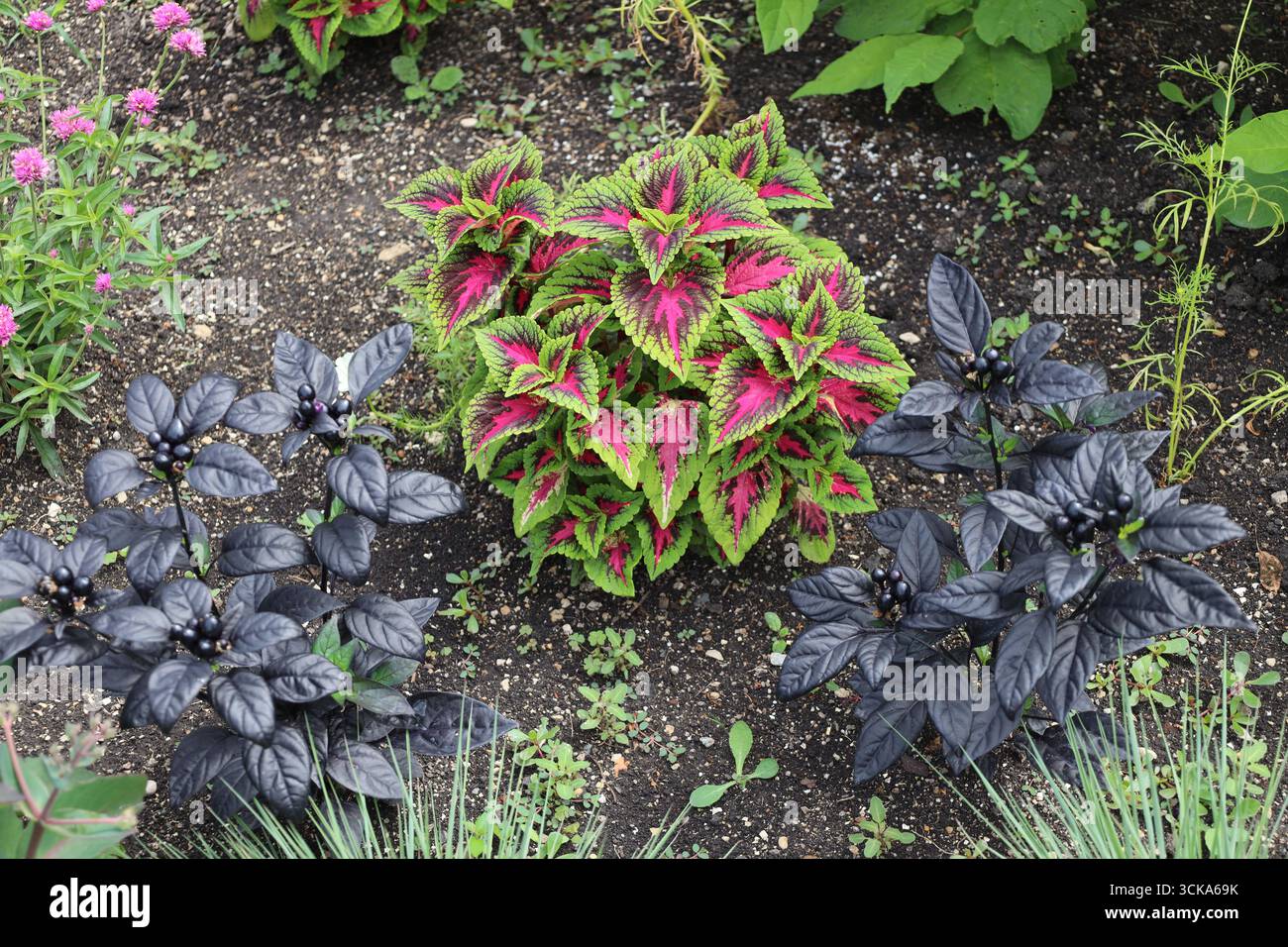 éclat de feuilles rouge bordeaux vert vif flanqué de toutes les feuilles noires brillantes et bourgeons baies Banque D'Images