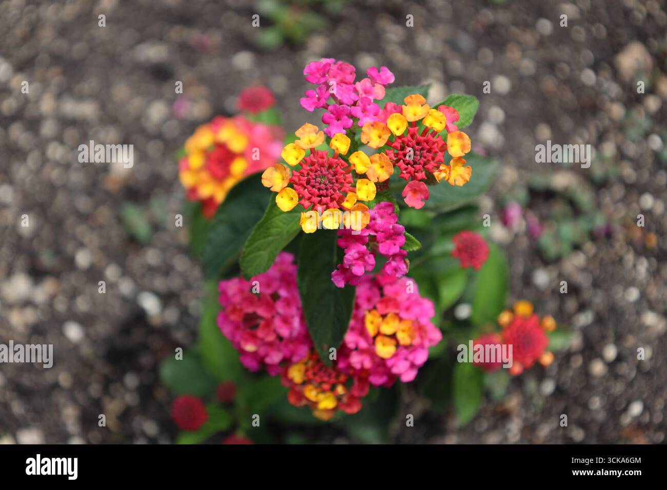 gros plan de tableaux circulaires de minuscules fleurs d'or jaunes entourant des grappes de paquets rouges Banque D'Images