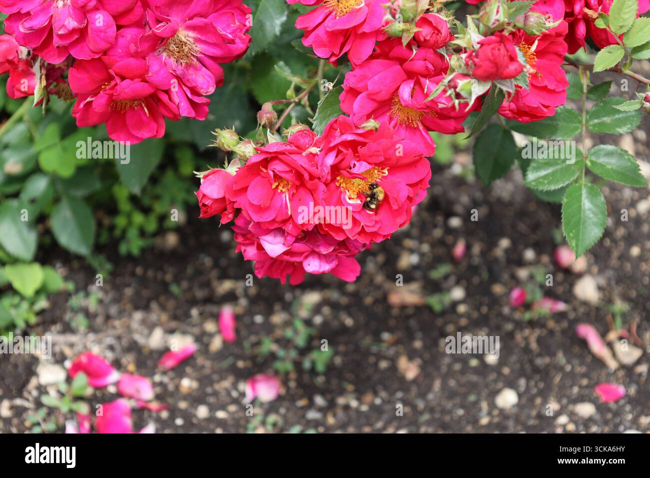 gros plan macro bourdon visitant les centres dorés de fleurs rouges vives Banque D'Images