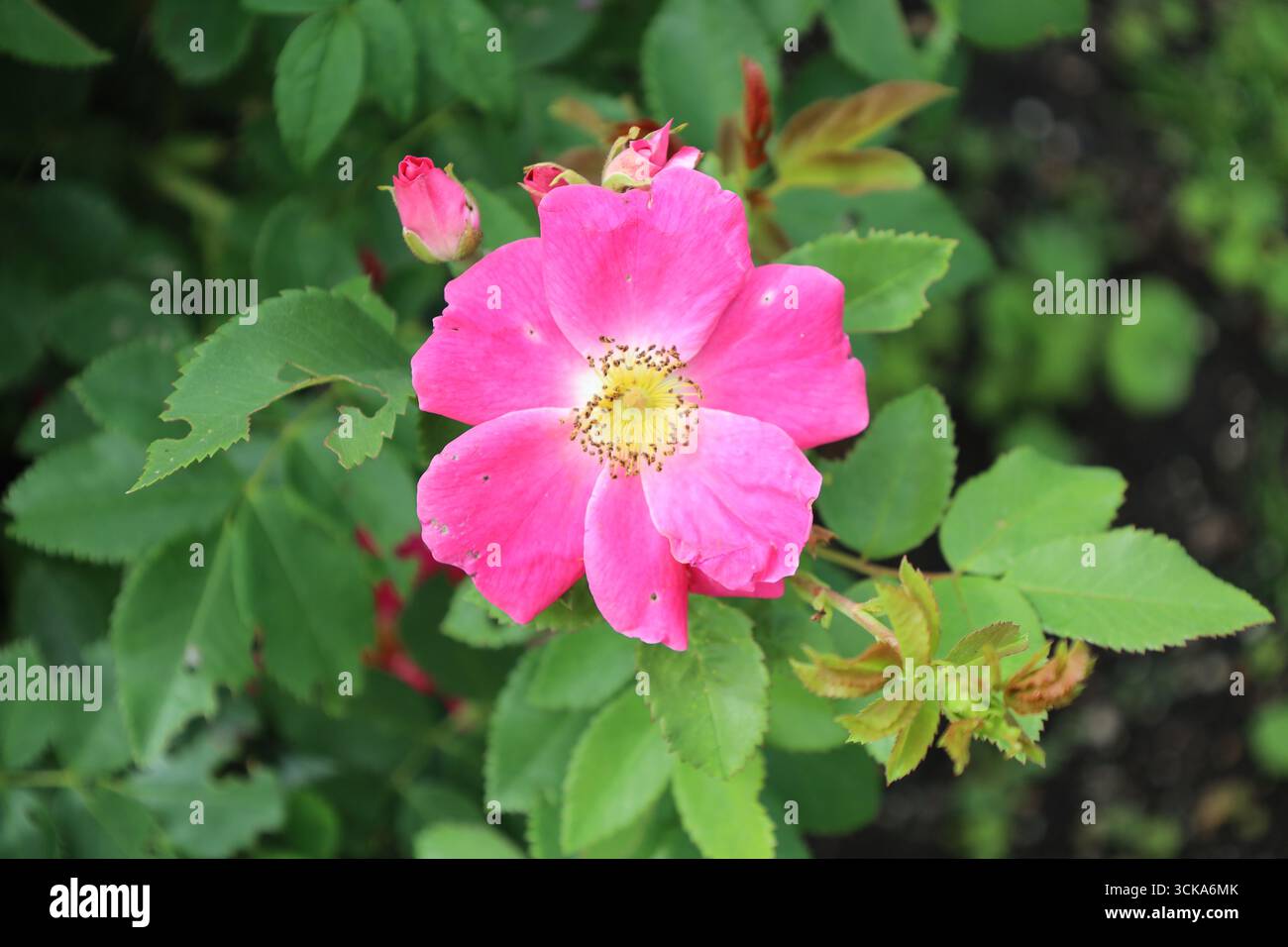 gros plan macro fleur violet rose simple avec centre doré et bourgeons éclatants derrière Banque D'Images