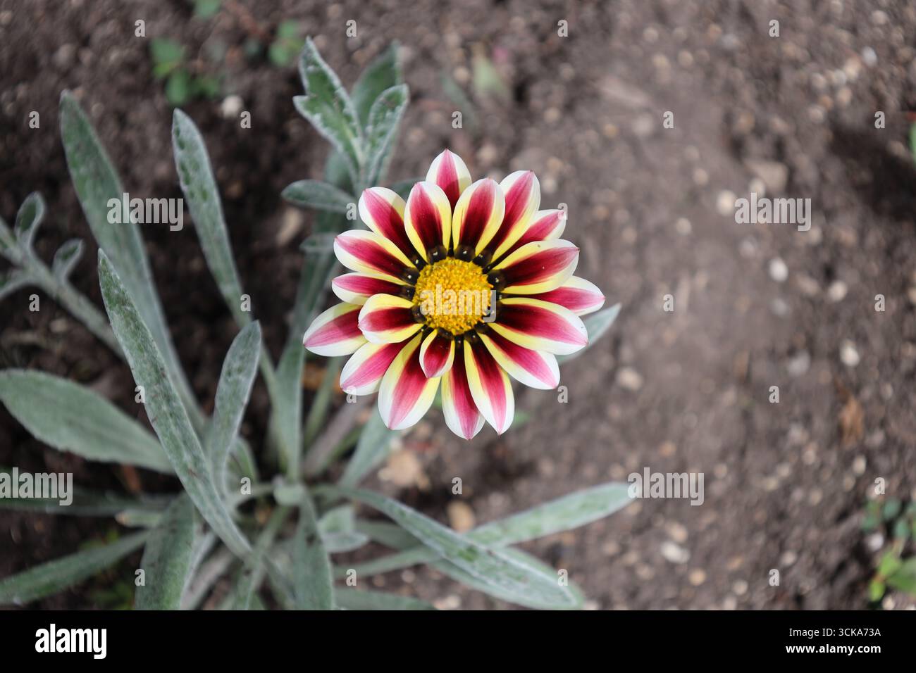 fleur unique au-dessus avec centre doré et de nombreux pétales blanc rose rouge jaune brun noir Banque D'Images