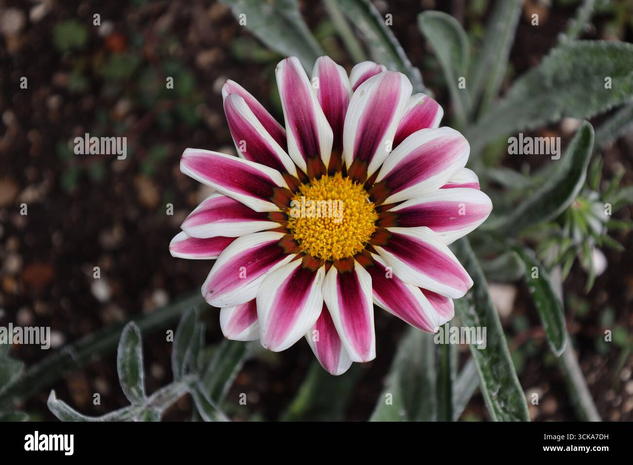 gros plan au-dessus d'une fleur unique avec un centre jaune vif et de nombreux pétales mauve brun violet rose blanc Banque D'Images