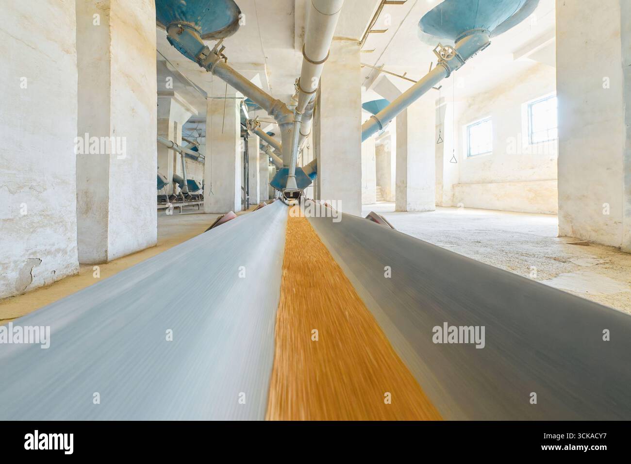 Le système de convoyeur transporte le blé à travers le centre de distribution du grain dans l'installation industrielle Banque D'Images