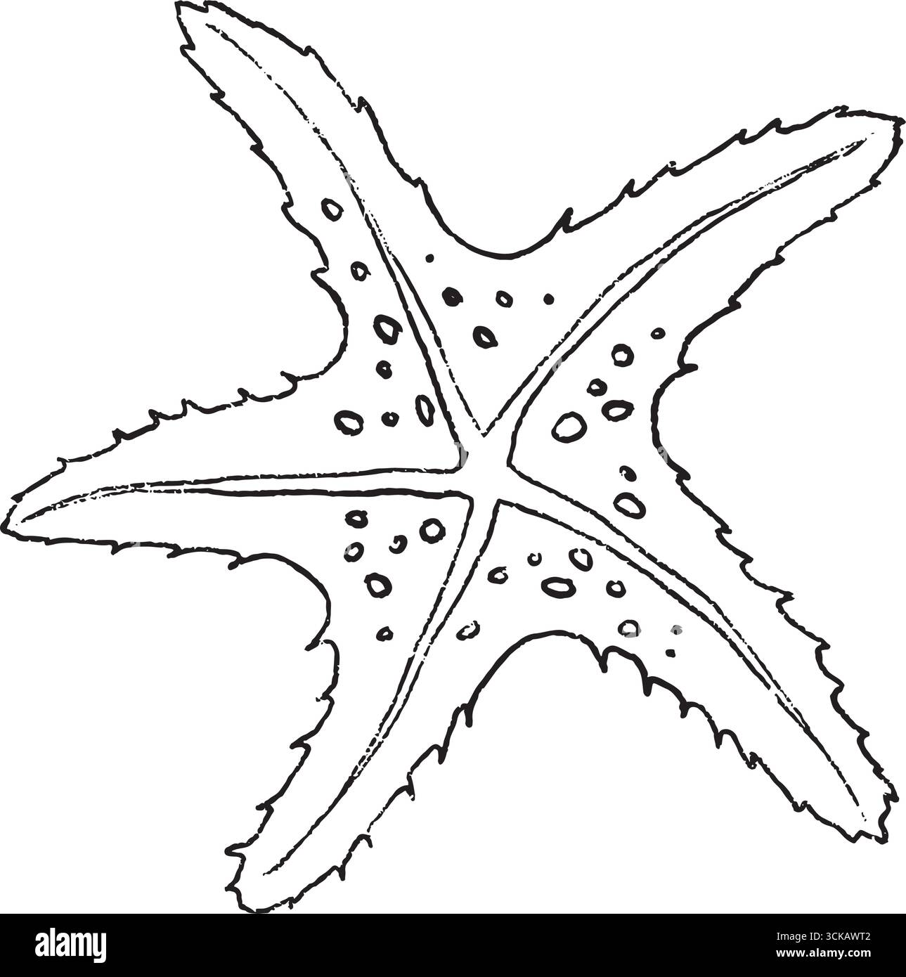 Un dessin au trait complexe d'une étoile de mer, qui met en évidence sa texture et sa forme uniques et intéressantes. Clipart de ligne d'esquisse vectorielle noir et blanc. Illustration de Vecteur