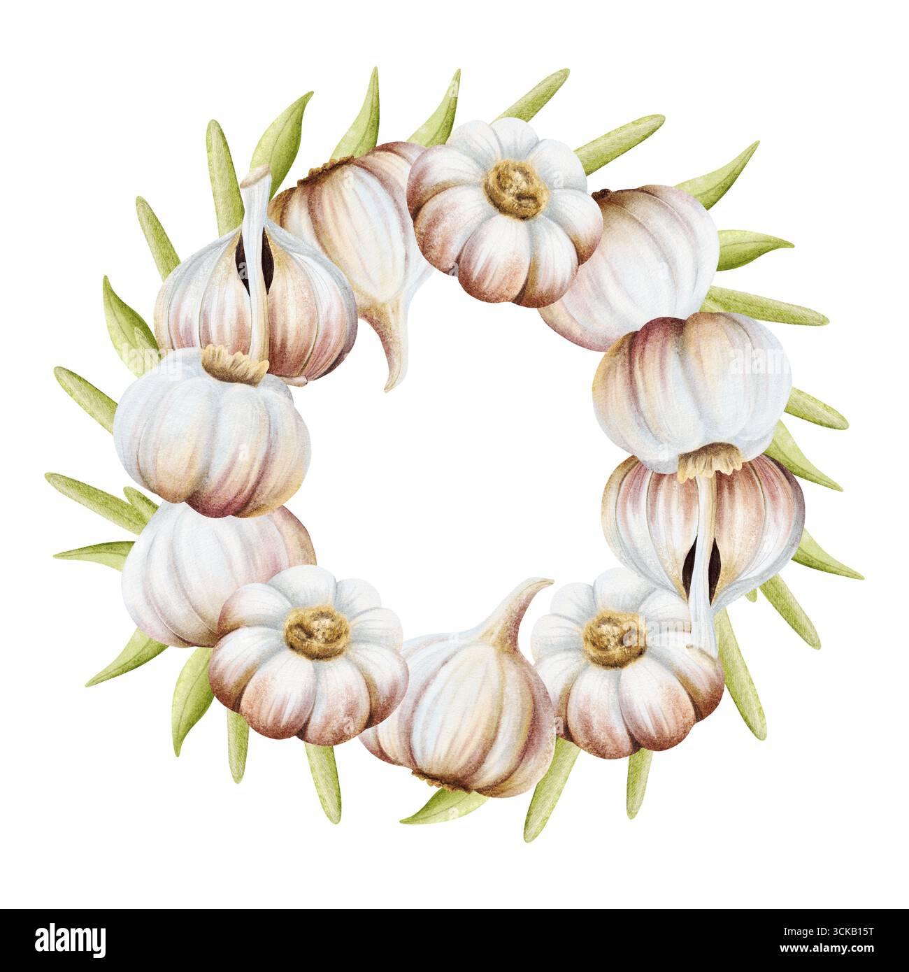 Ail avec des feuilles vertes illustration de couronne ronde isolé sur blanc. Modèle de cadre de légumes réalistes dessiné à la main pour les recettes d'épices, traditionnel Banque D'Images