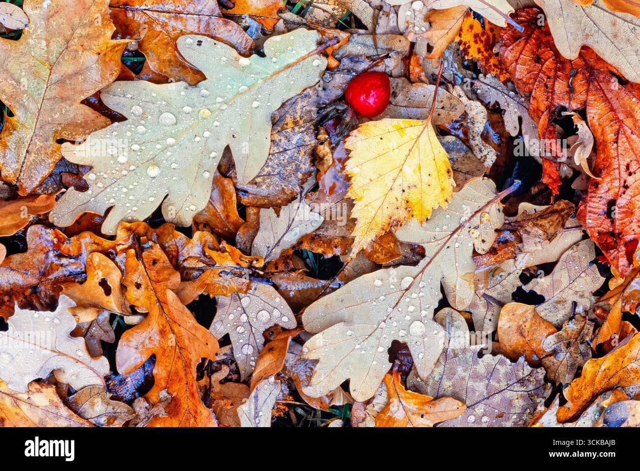 Feuilles d'automne humides et une hanche rose rouge couchée sur le sol Banque D'Images