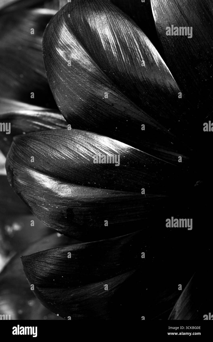 Gros plan de pétales de fleurs sombres et brillants en noir et blanc. Banque D'Images