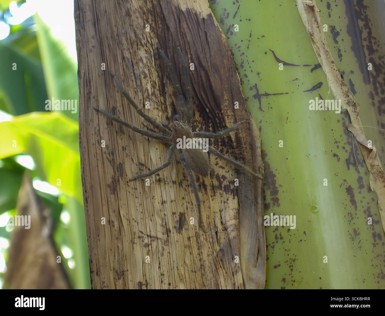 Araignée Cupiennius camouflée sur un tronc de bananier dans la forêt tropicale humide du Costa Rica, se mélangeant dans des textures d’écorce. Banque D'Images