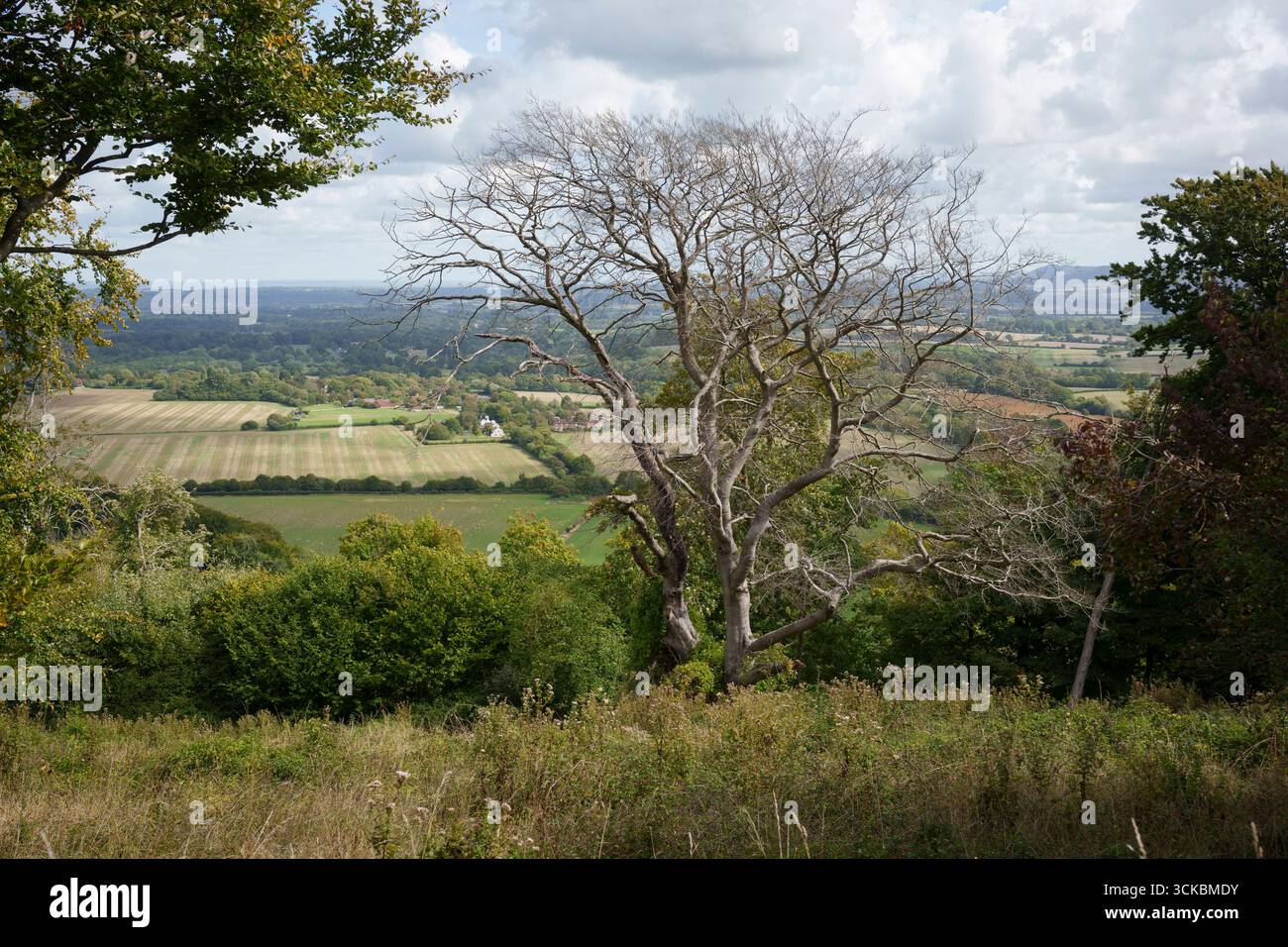 Effets de la maladie du champignon du dépérissement sur des essences d'arbres mortes dans le parc national South Downs, le 9 septembre 2025, à Sutton, Angleterre. Banque D'Images