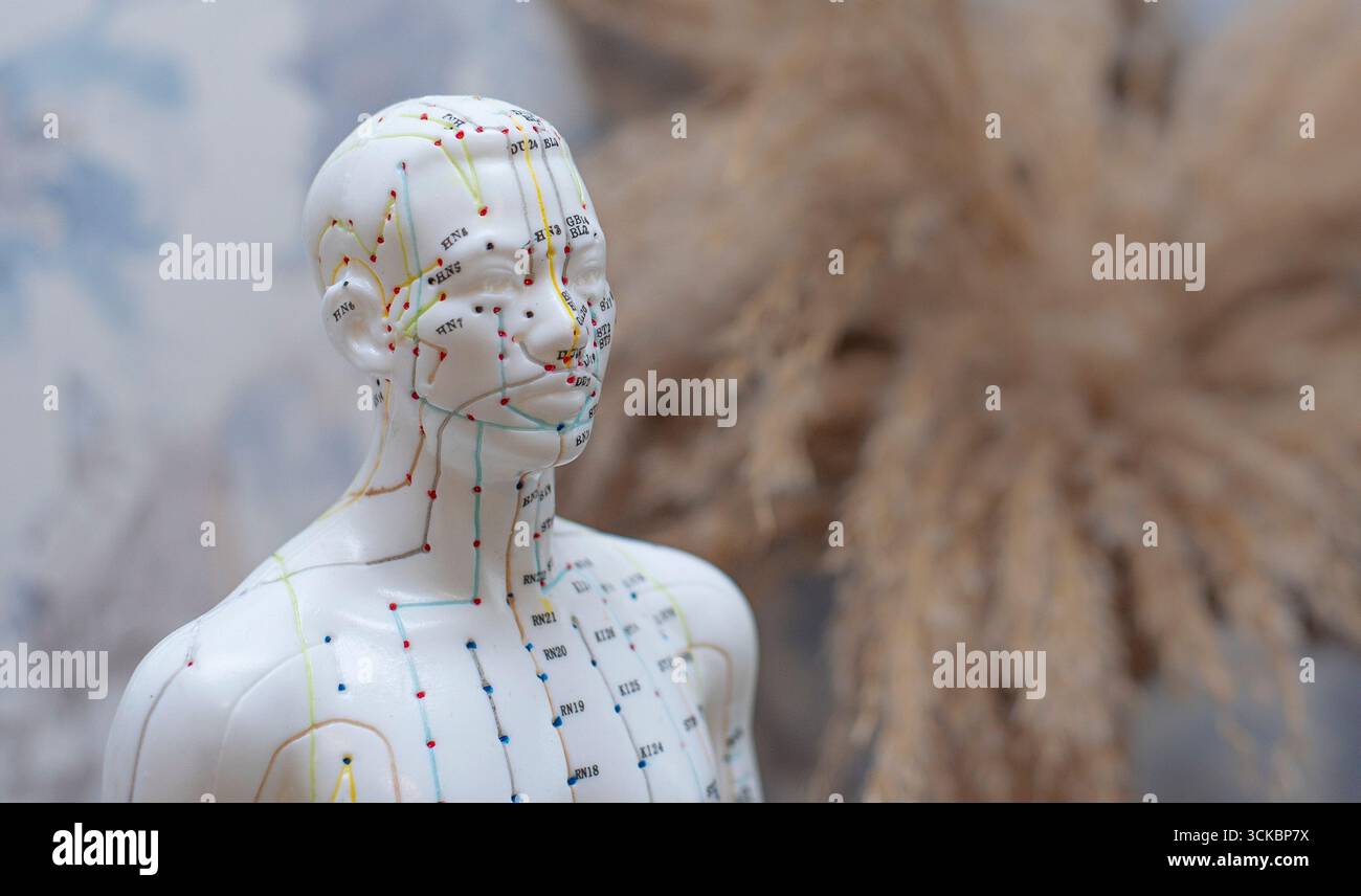 Modèle de statue d'acupuncture Banque D'Images