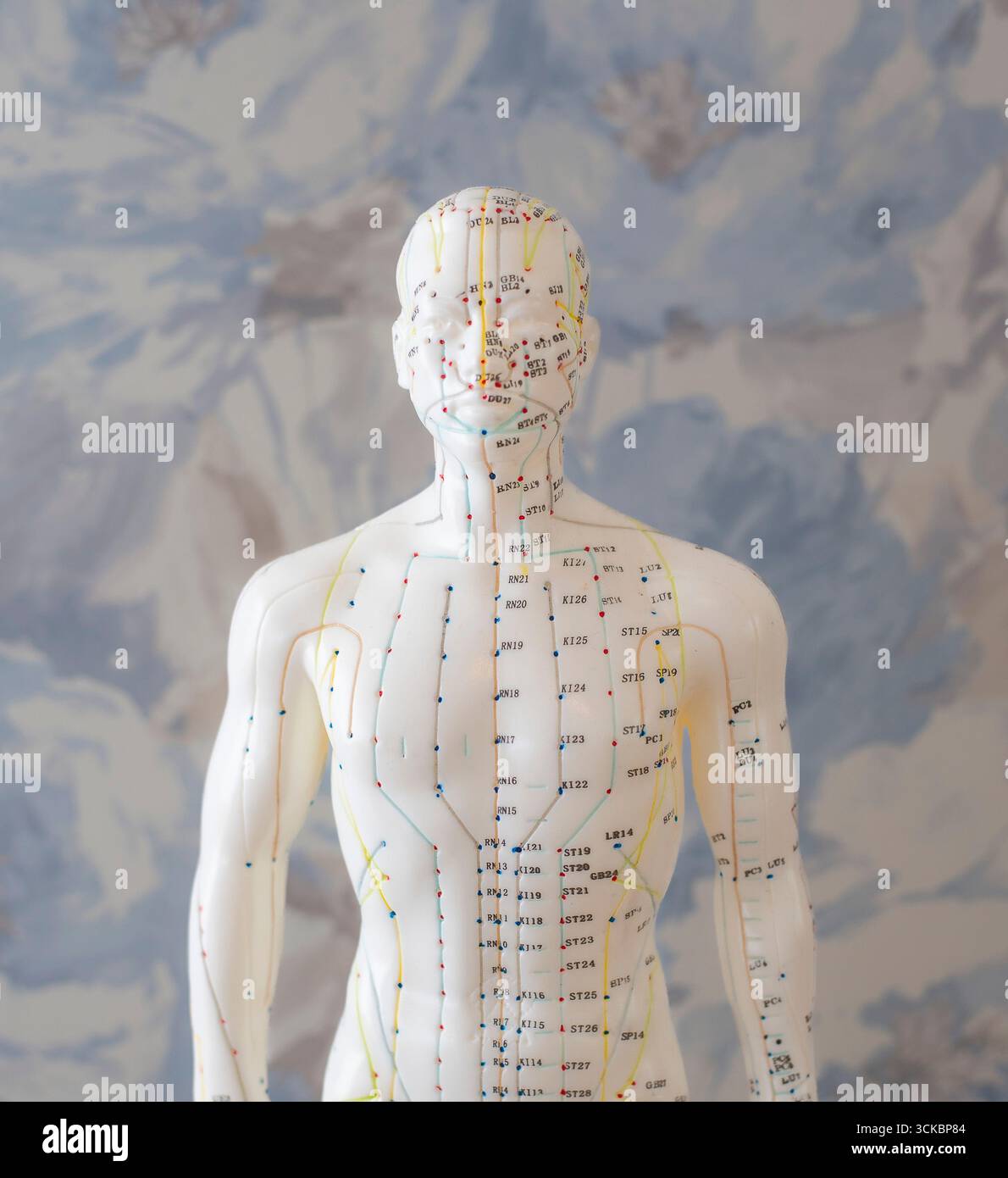 Modèle de statue d'acupuncture Banque D'Images