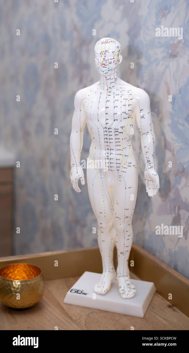 Modèle de statue d'acupuncture Banque D'Images