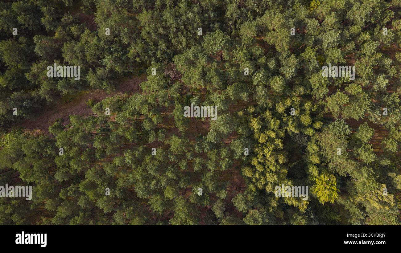Perspective drone d'une forêt verte près de Nowy Lubiel, Pologne, montrant une canopée texturée avec une clairière diagonale sous la lumière du jour et des ombres douces. Banque D'Images