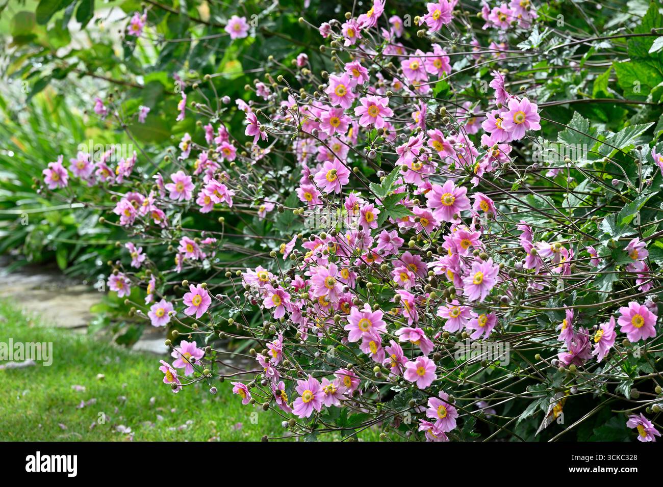 Fleurs d'automne roses d'anémones japonaises dans le jardin britannique de frontière mixte septembre Banque D'Images