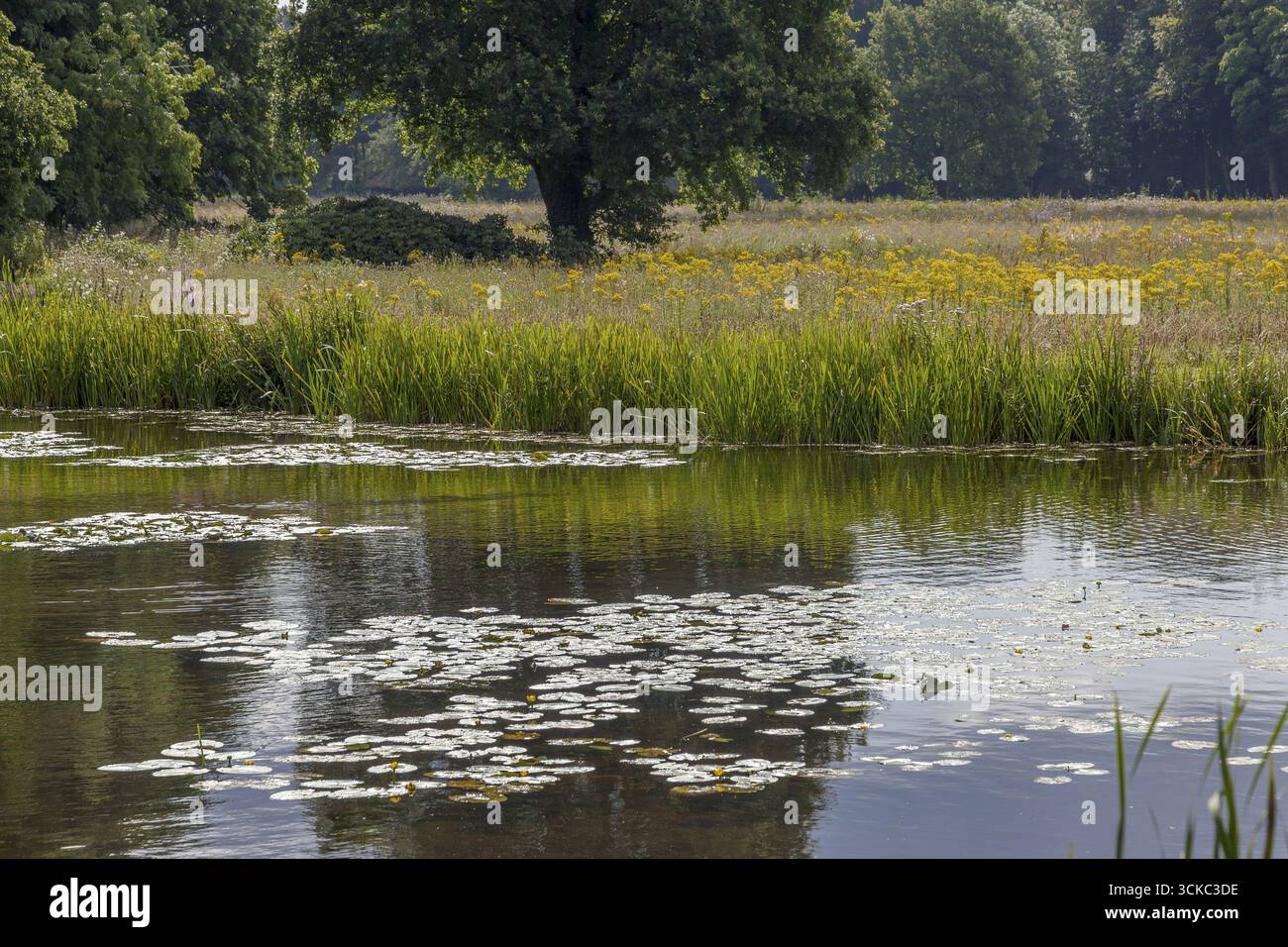 Un étang tranquille avec des nénuphars, entouré de prairies et d'arbres dans un cadre naturel paisible, Rhénanie du Nord-Westphalie, Allemagne Banque D'Images