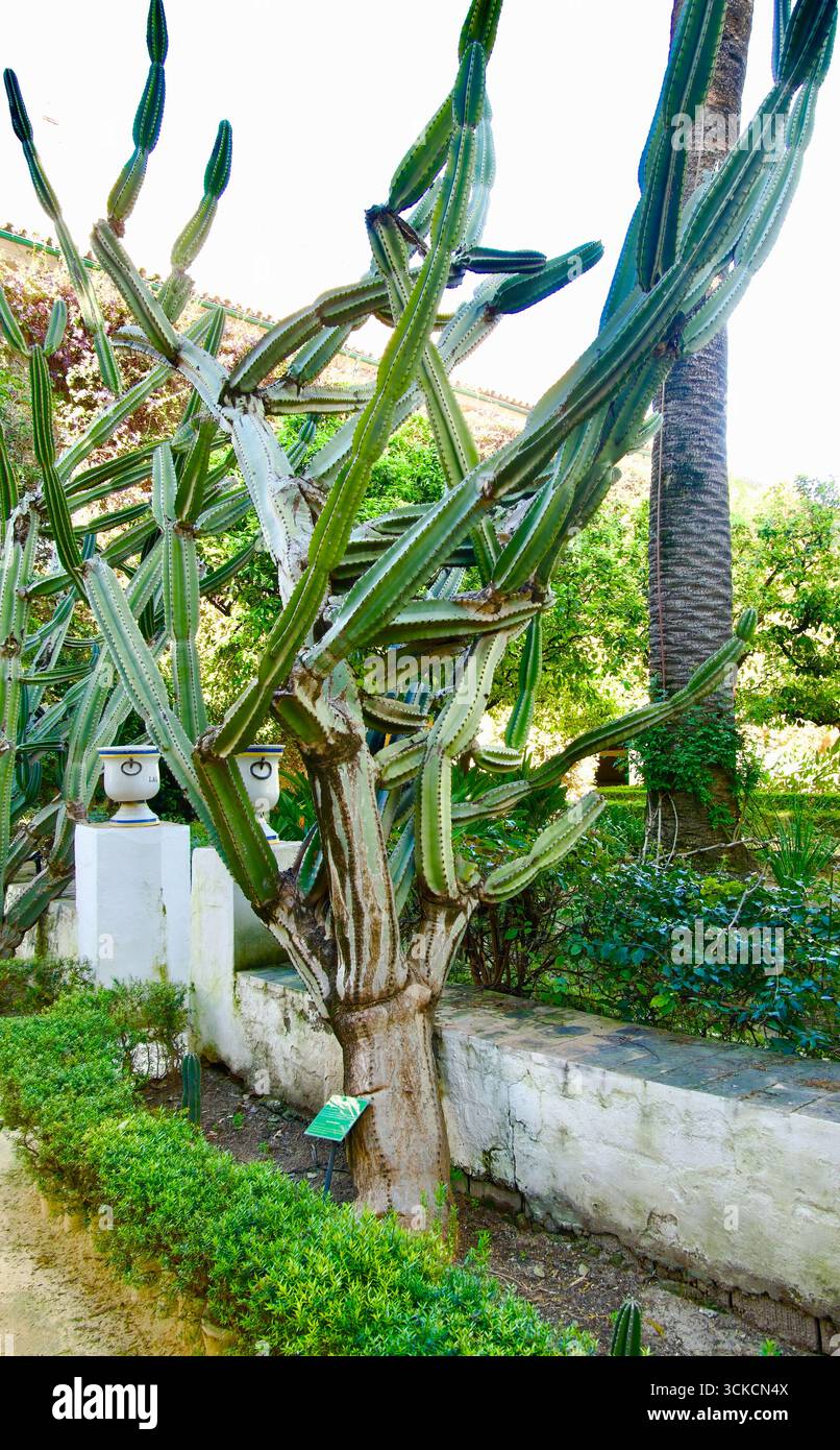 Péruvien Cardon cereus repandus cactus dans les jardins privés ouverts au public Palacio de las Dueñas Maison Alba Séville Andalousie Espagne Europe Banque D'Images