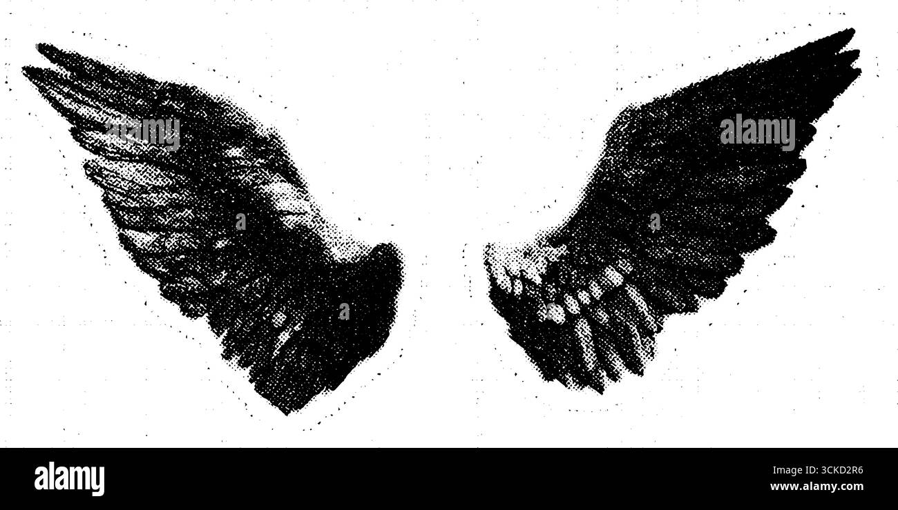 Ailes d'ange demi-teintes avec texture encrée pour la conception artistique. Illustration de Vecteur