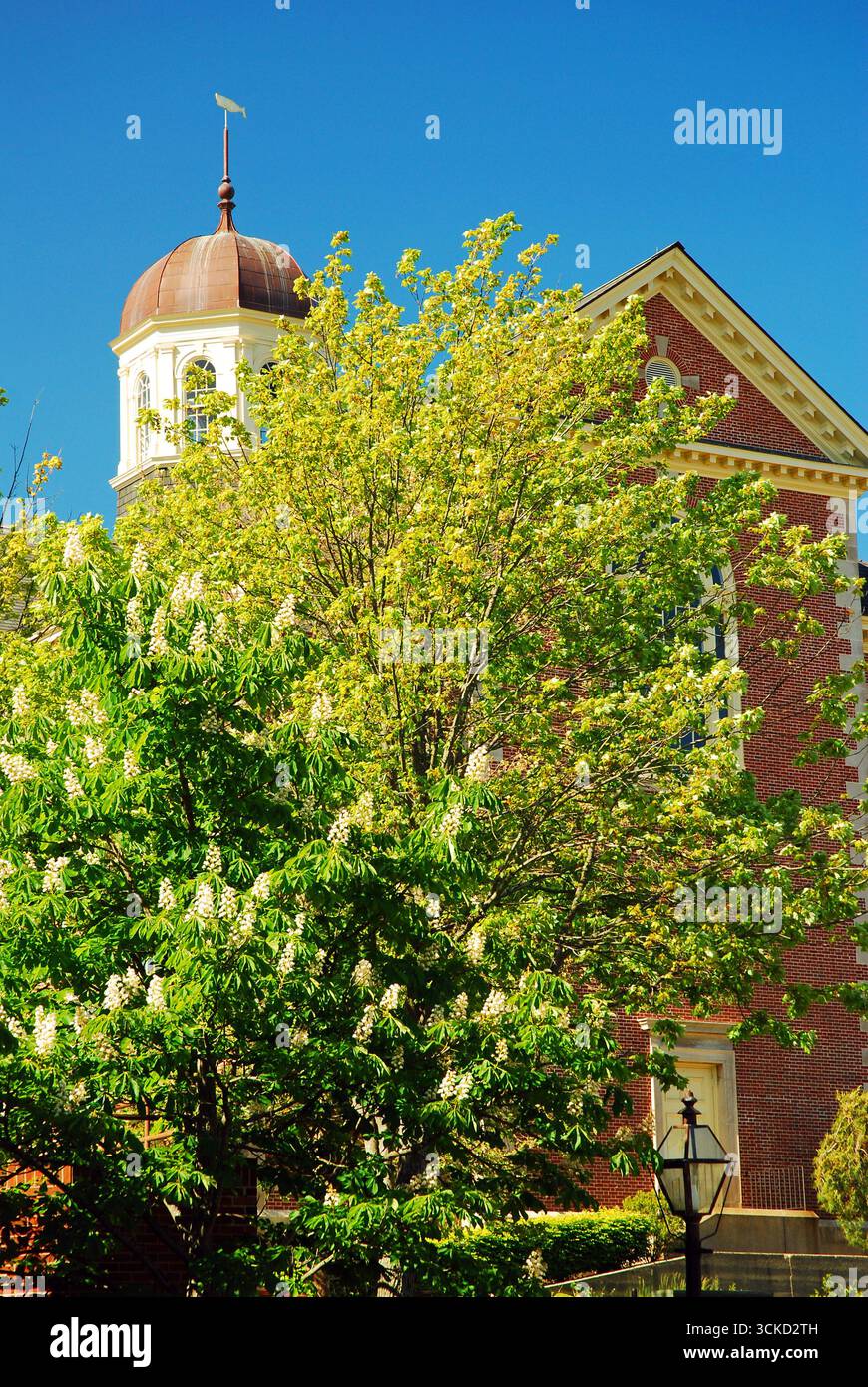 La copule du dôme du Whaling Museum à New Bedford, Massachusetts, s'élève au-dessus des arbres printaniers Banque D'Images