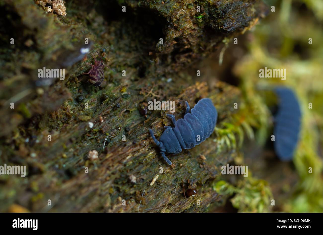 Une pilule bleue rampant le long de la surface du bois en décomposition entouré de mousse verte vibrante dans un habitat forestier naturel dans des conditions de lumière douce du jour. Banque D'Images