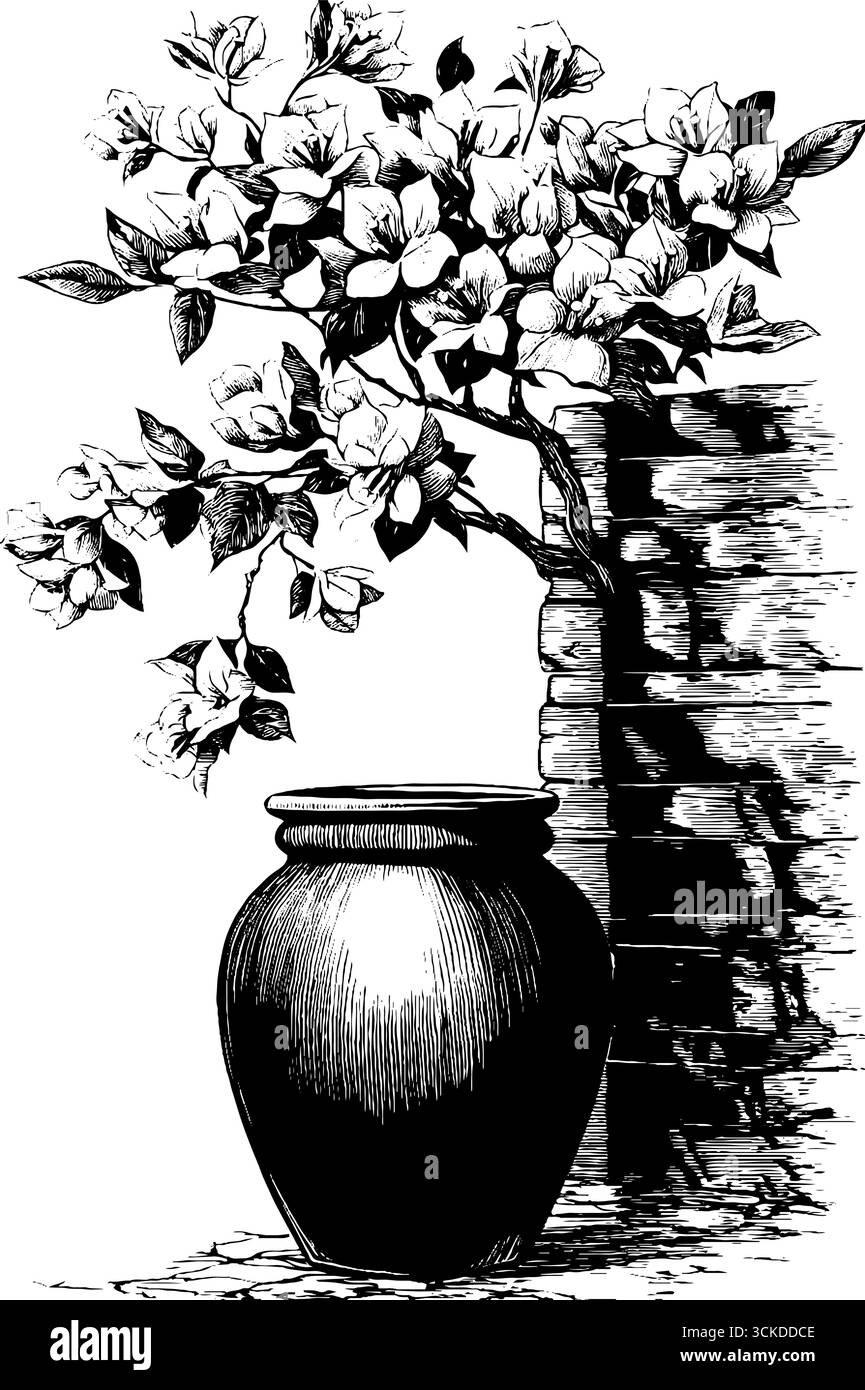 Ensemble de gravure vintage de vigne de bougainvilliers en pot - art botanique dessiné à la main pour la conception. Illustration de Vecteur