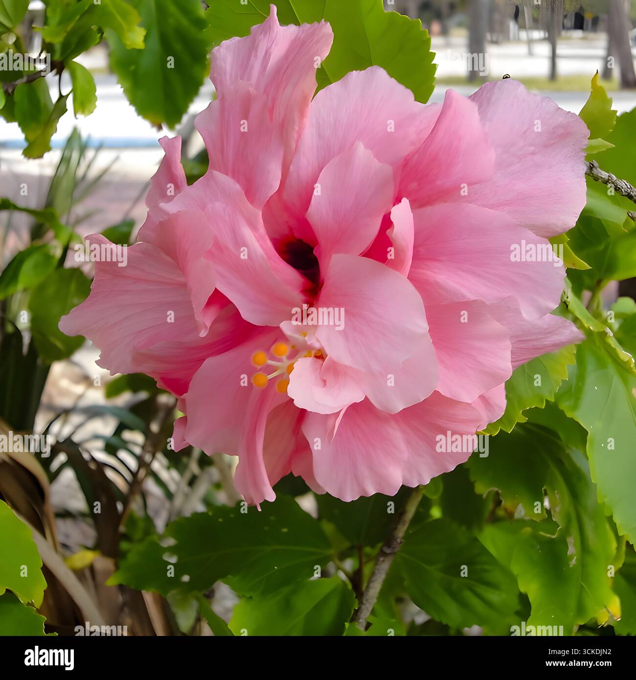 Gros plan d'une fleur d'hibiscus rose éclatante dans un cadre tropical, entouré de feuilles vertes luxuriantes. Banque D'Images
