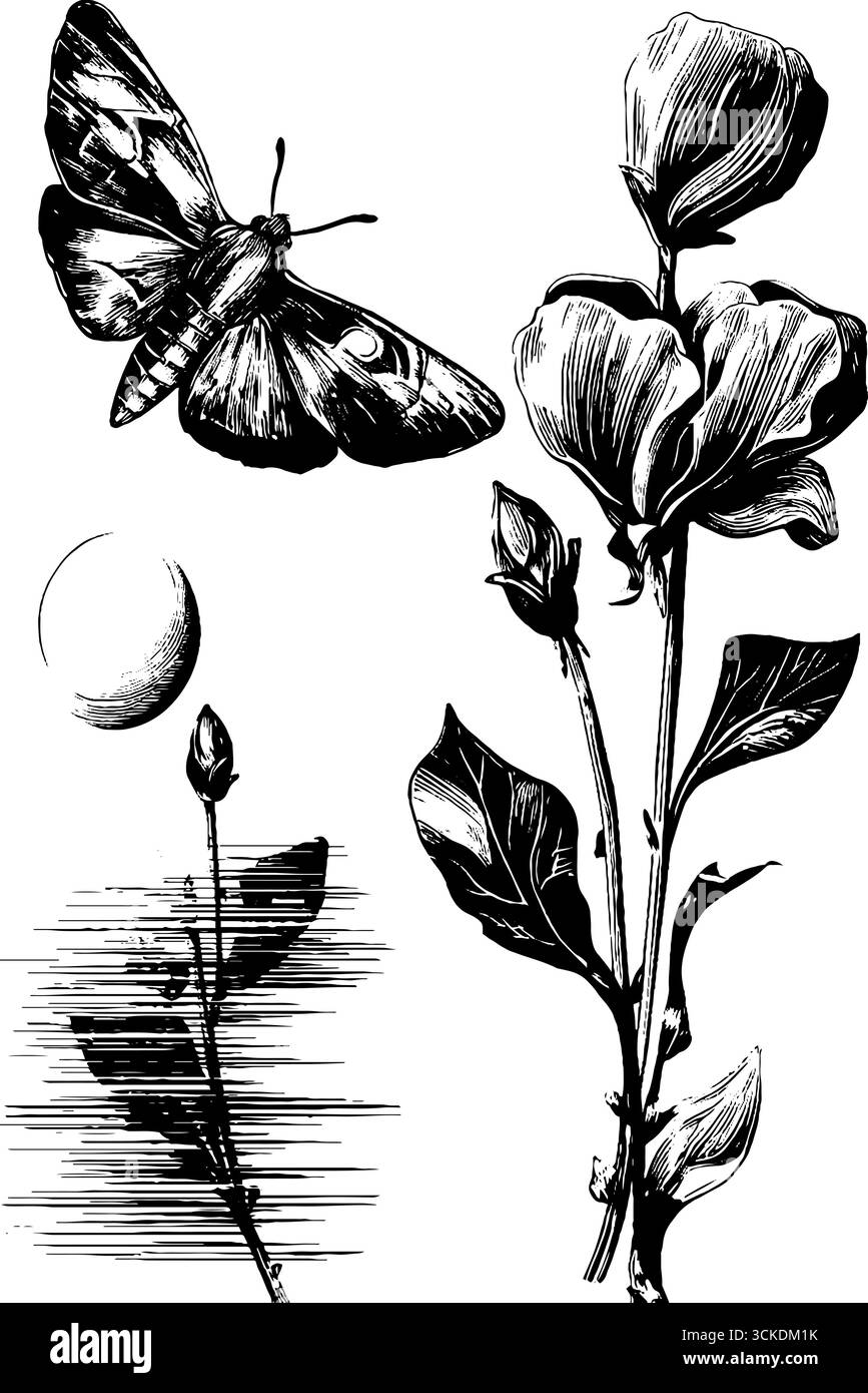 Illustration gravée vintage de papillon de nuit avec des silhouettes de fleurs nocturnes. Illustration de Vecteur