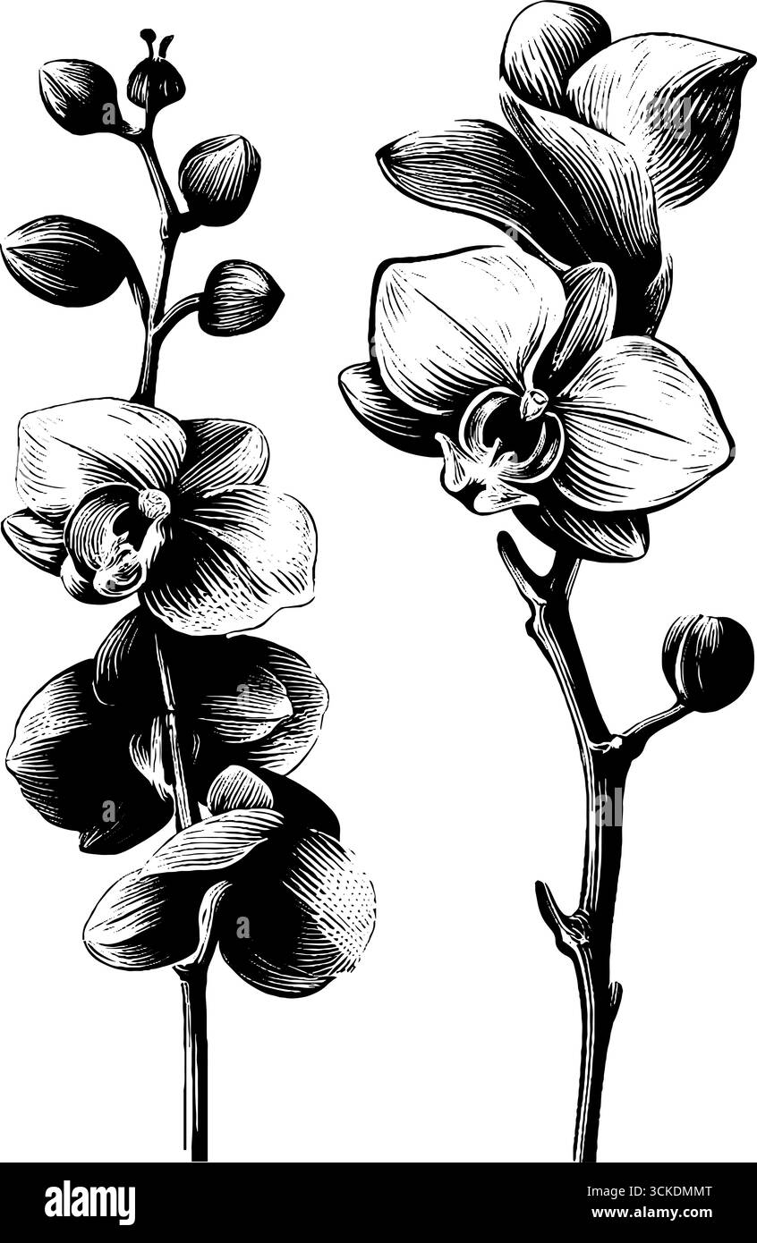 Ensemble d'illustration gravé vintage de tiges d'orchidée pour la conception botanique. Illustration de Vecteur