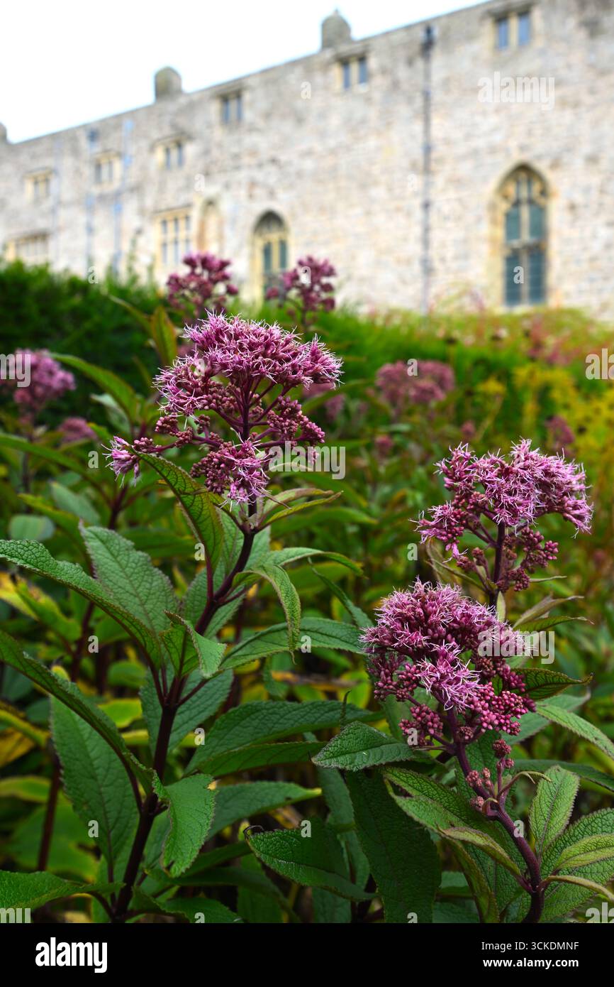 Fleurs d'automne rose moelleuses d'Eupatorium maculatum, également connu sous le nom de Joe pye Weed poussant dans le jardin du château de Chirk au pays de Galles en septembre Banque D'Images