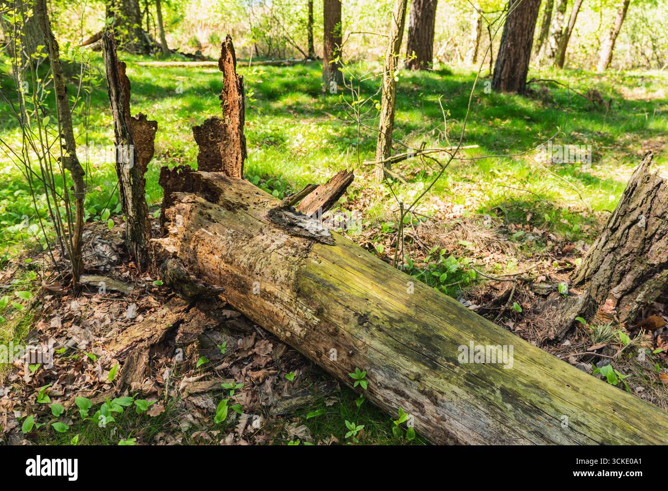 Le tronc d'un vieil arbre tombé qui subit la décomposition naturelle de la matière organique Banque D'Images