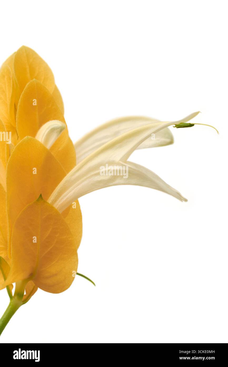 gros plan de crevettes dorées isolées sur fond blanc, bractées jaune doré et une fleur blanche émergente, plante d'intérieur décorative pour la décoration intérieure Banque D'Images
