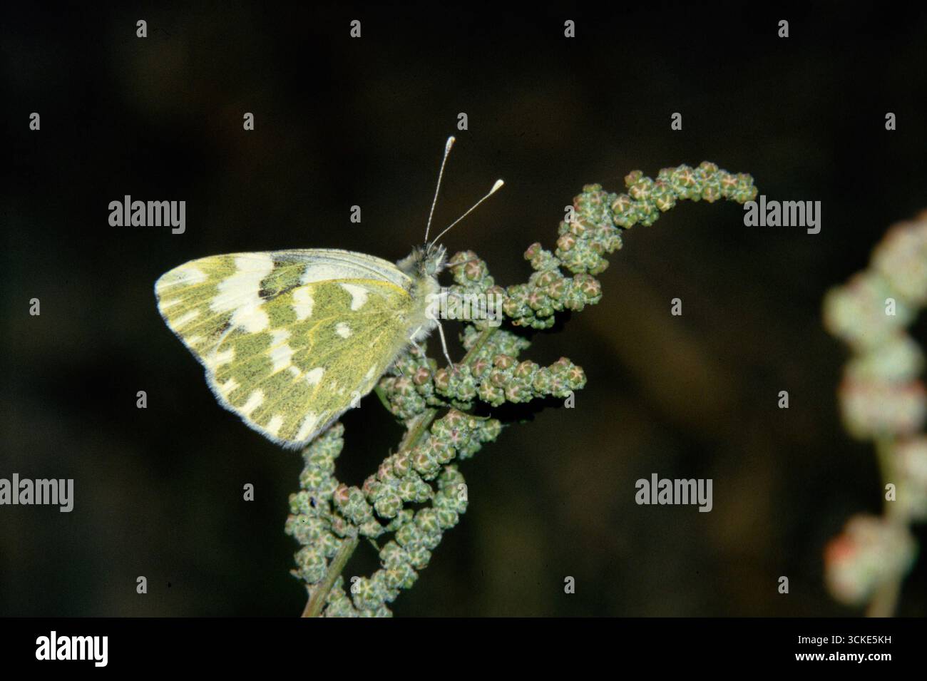 Lépidoptères, Euchloe ausonia, Blanc tapplé de l'est, papillon Banque D'Images