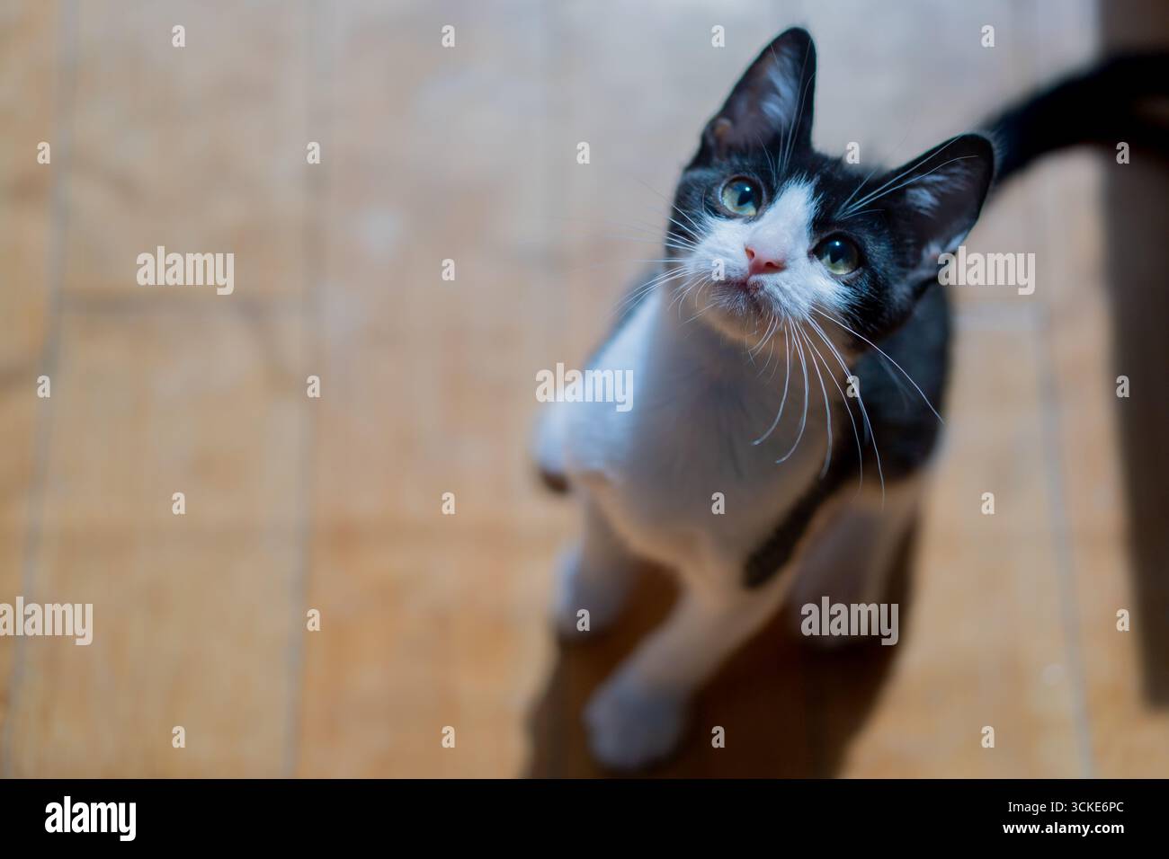 Un chaton noir et blanc lève les yeux d'un plancher de bois franc Banque D'Images