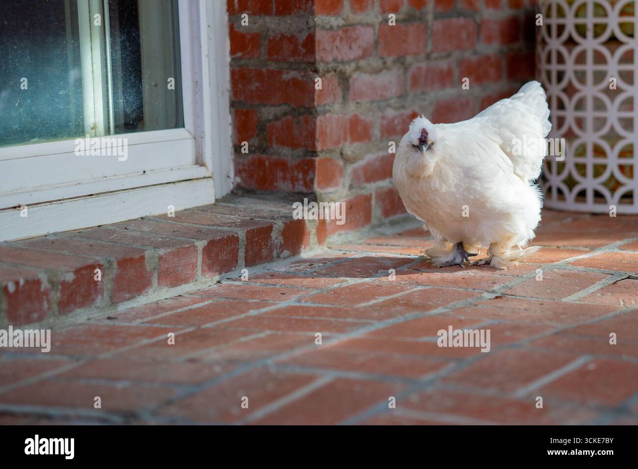 Une poule blanche de poulet soie se tient sur un patio en briques près d'une porte coulissante en verre. Banque D'Images