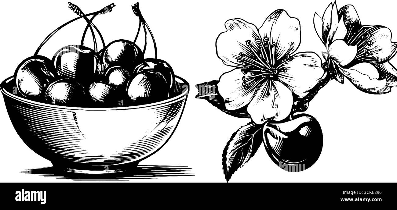 Illustration gravée vintage de bol de cerises et de fleurs de cerisier - parfait pour les projets de design rétro. Illustration de Vecteur