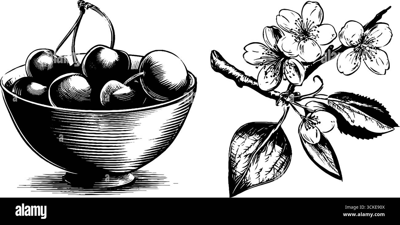 Ensemble d'illustration vintage de bol gravé de cerises et branche de fleur de cerisier pour un design rétro. Illustration de Vecteur