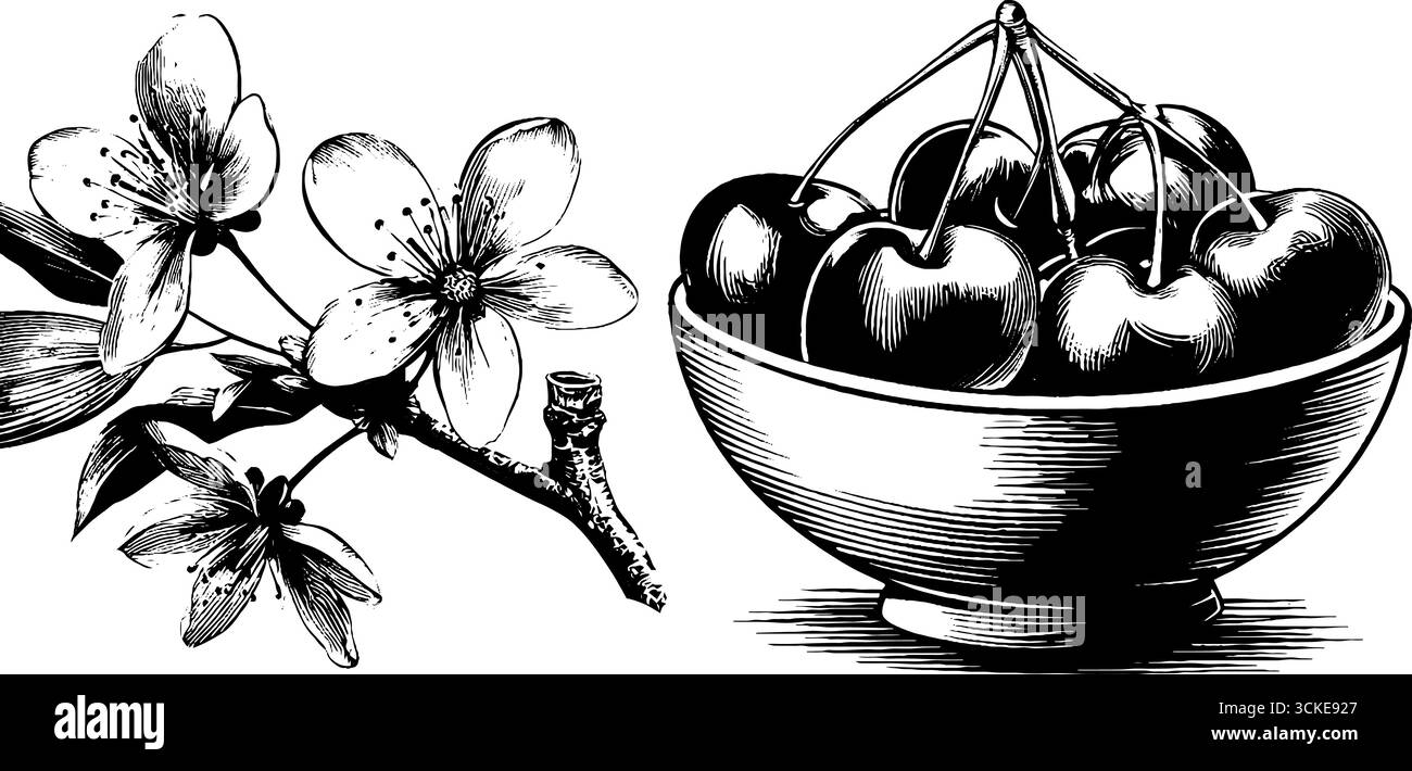 Ensemble d'illustration gravé vintage de cerises dans un bol et de fleurs de cerisier pour la conception d'art rétro. Illustration de Vecteur