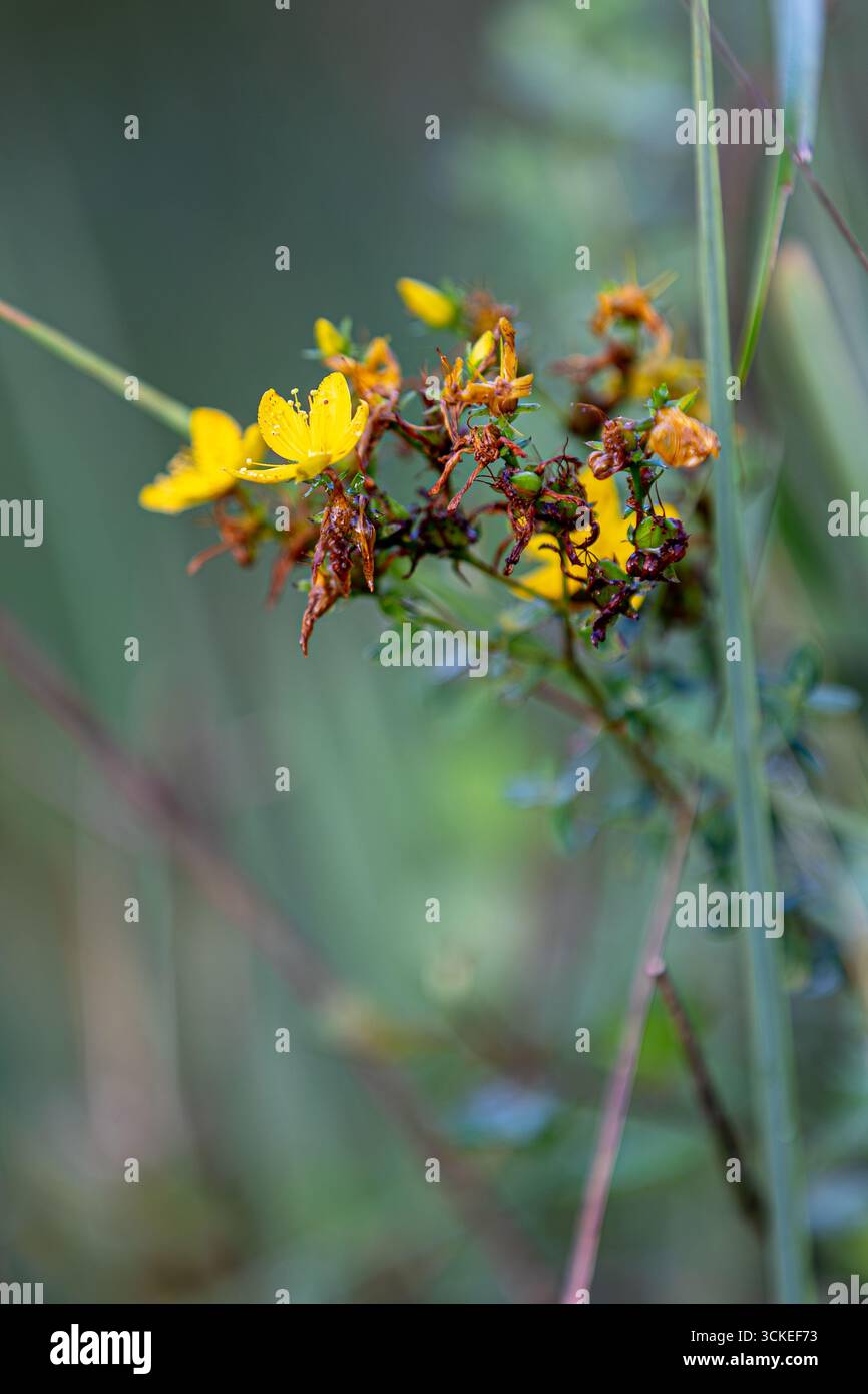 Perforer St john's-wort (hypericum perforatum) montrant ses fleurs jaunes caractéristiques et ses feuilles vertes, poussant dans un environnement naturel avec un SO Banque D'Images