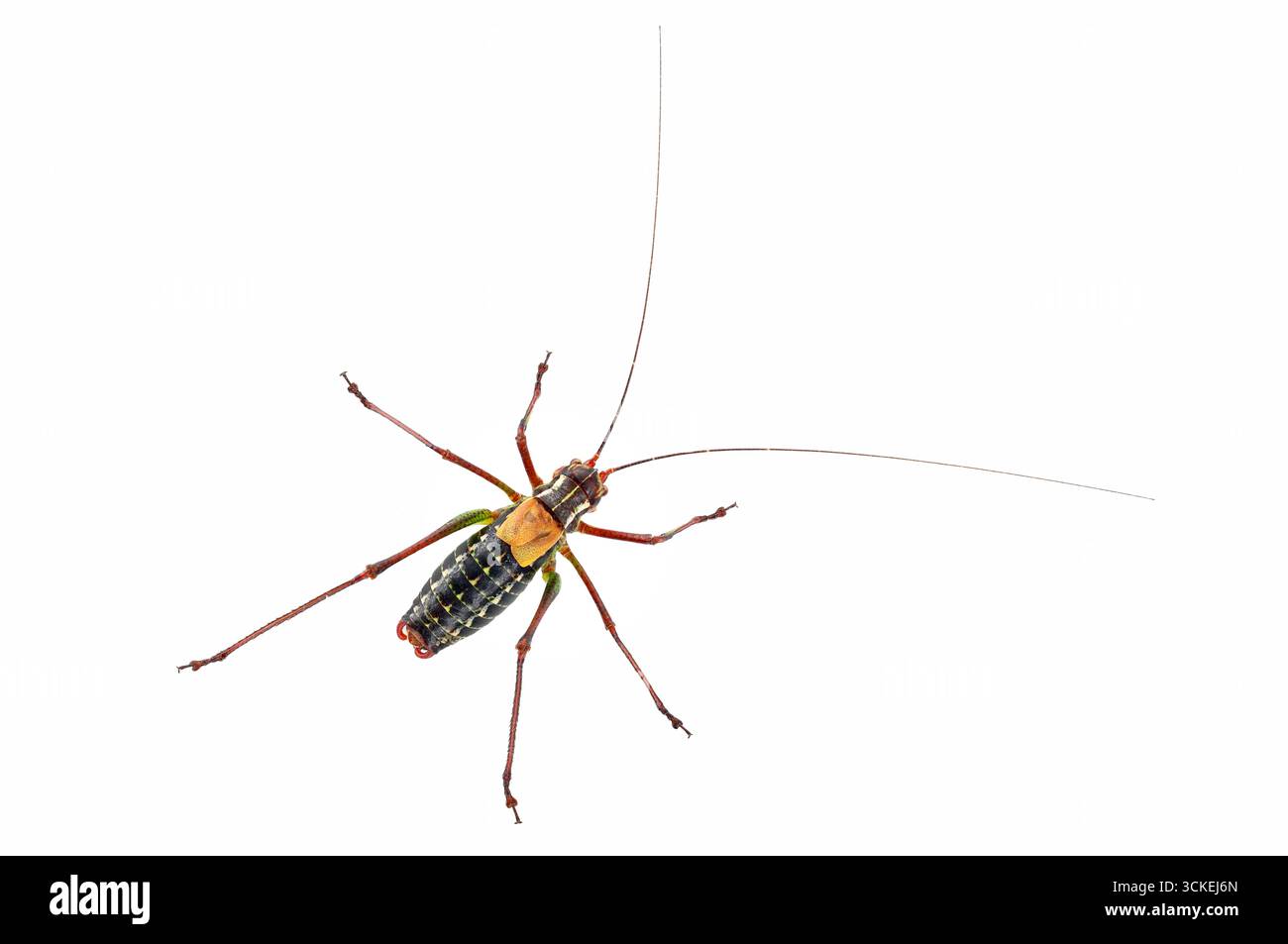 Grillon européen de brousse à queue de scie, Barbitistes serricauda, grillons de la famille Tettigoniidae isolés sur fond blanc, vue de dessus Banque D'Images