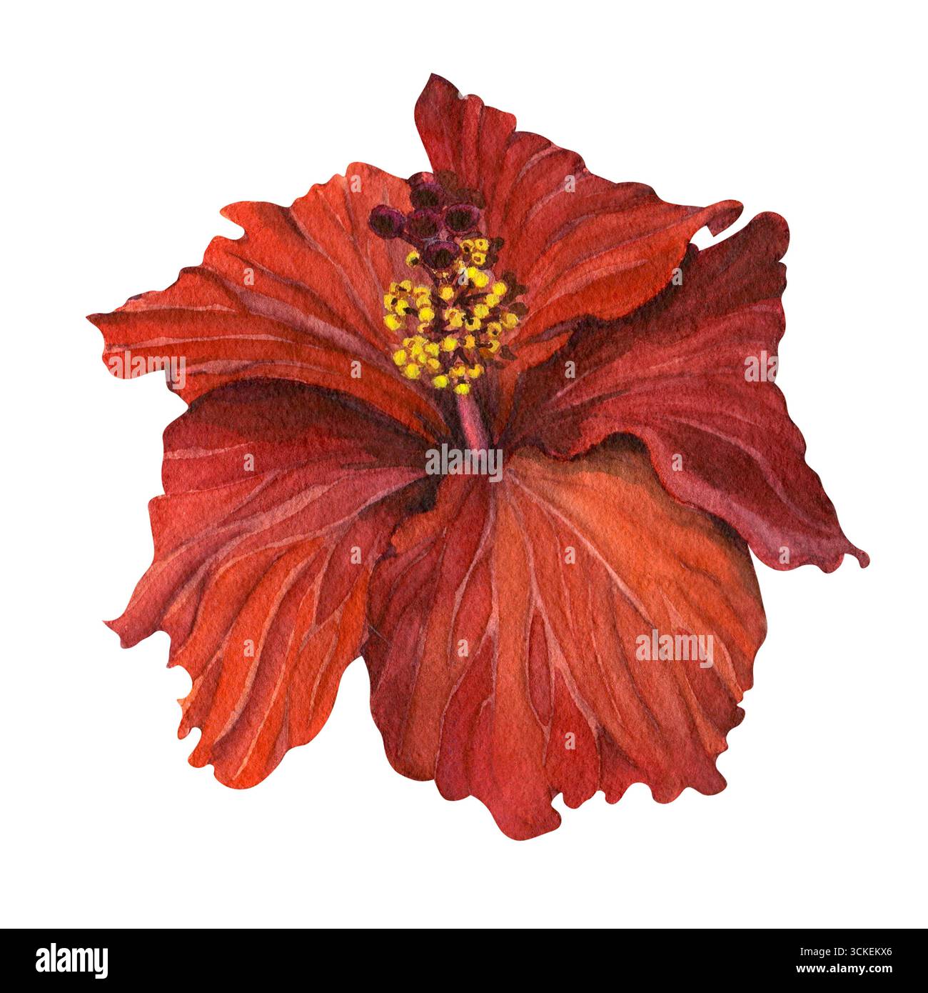 Dessin aquarelle d'une fleur d'hibiscus rouge. Un élément floral exotique pour cartes postales, invitations, imprimés et design botanique festif. Banque D'Images