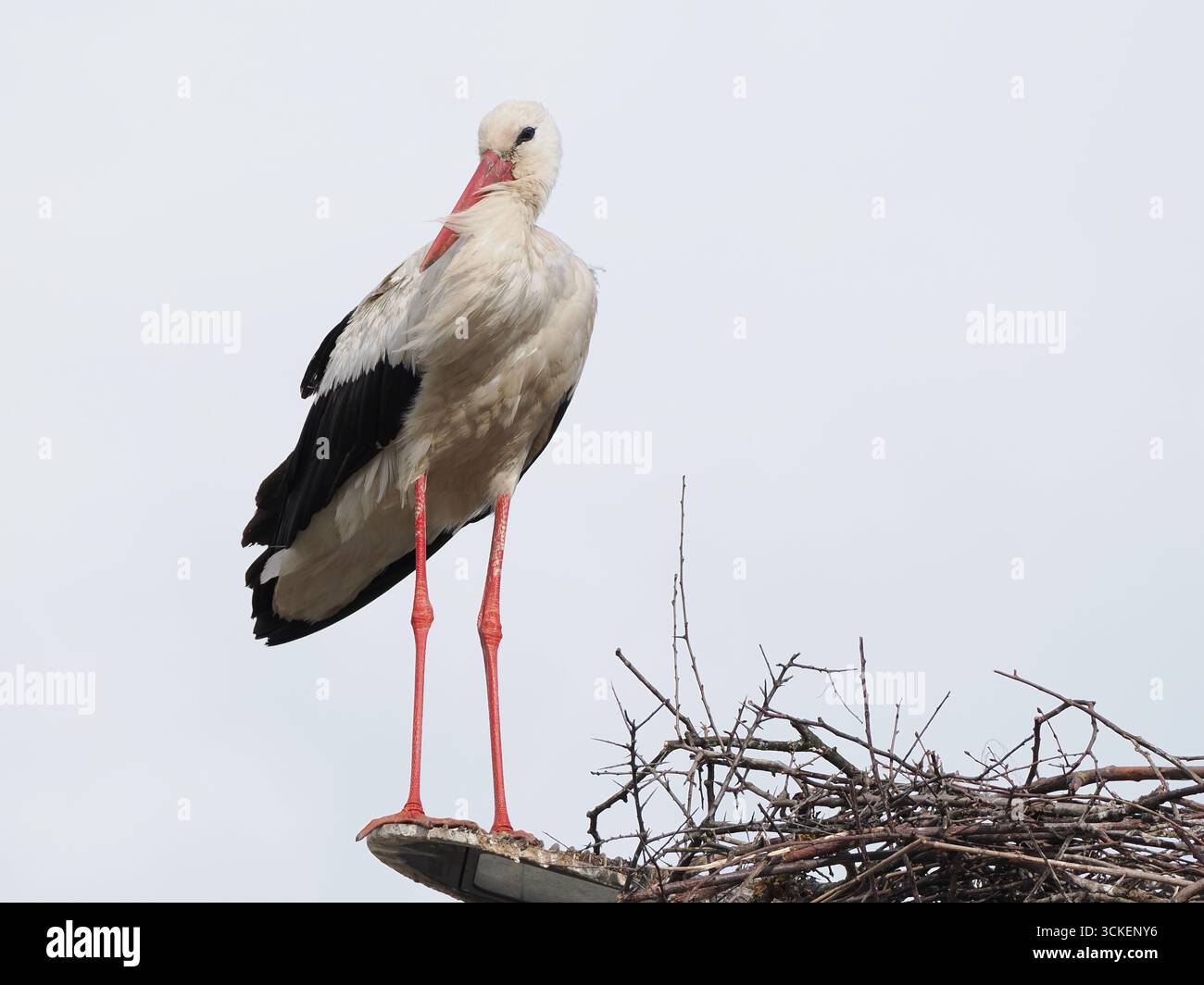Une cigogne blanche debout près de son nid sur un poteau télégraphique roumain. Banque D'Images