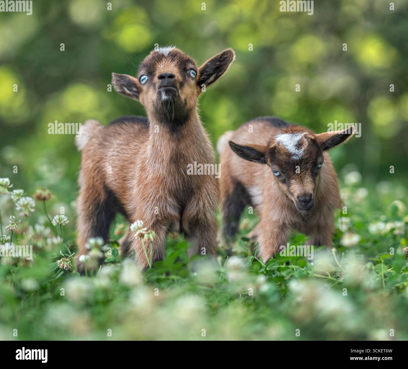 Paire de bébé animal nain nigérian Dairy Goat Kids dans les fleurs sauvages Banque D'Images