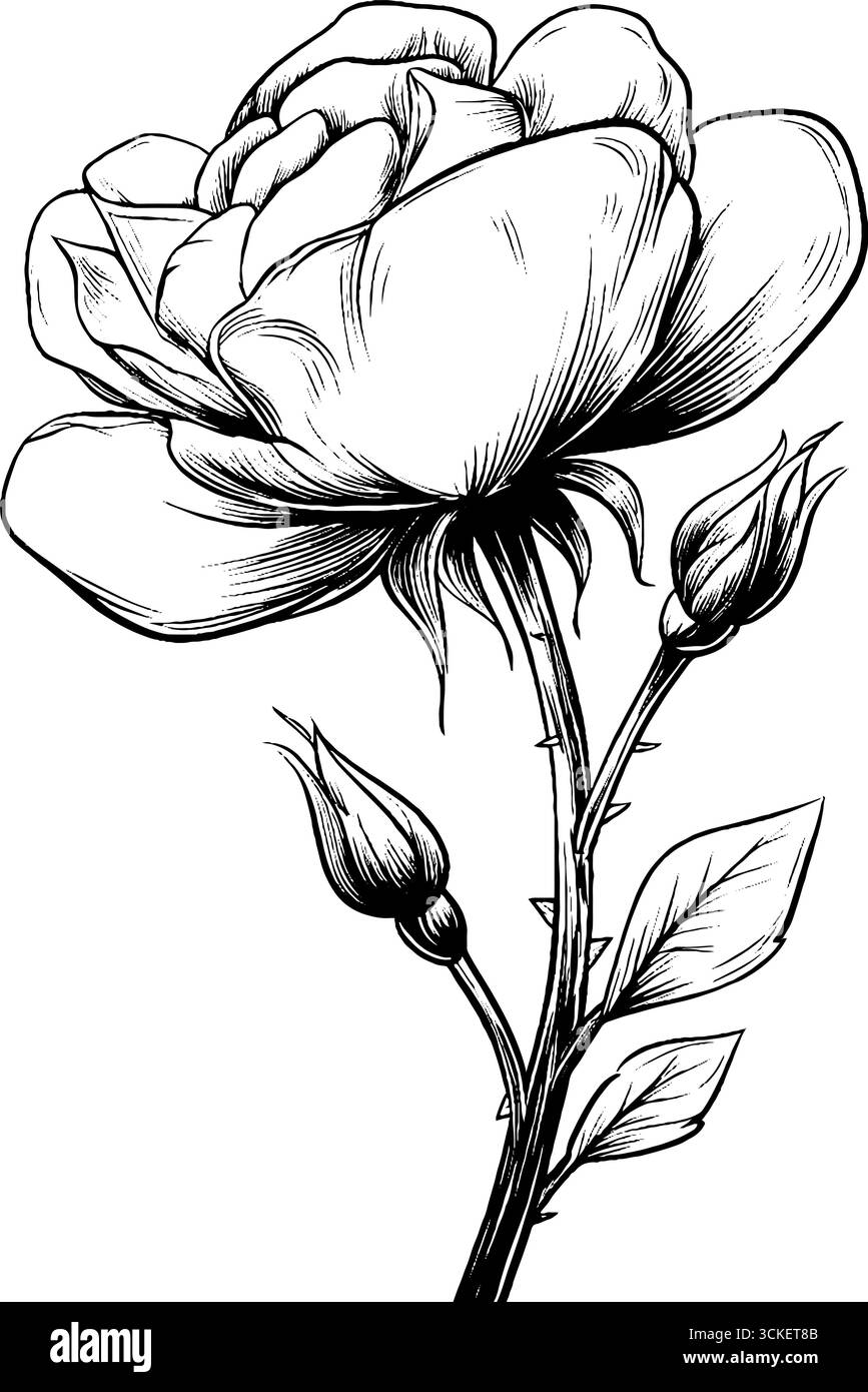 Élégant motif de gravure en fleur de rose pour l'art et les impressions. Illustration de Vecteur